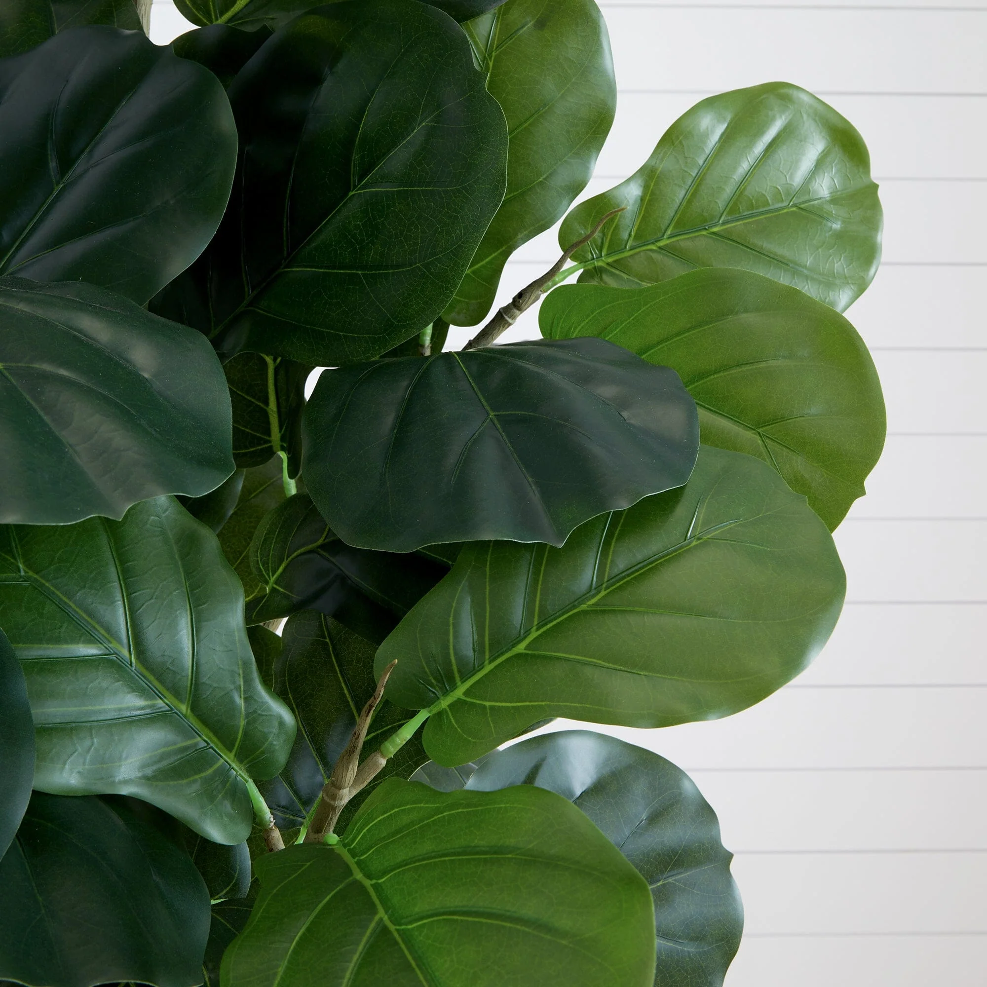 6’ Artificial Fiddle Leaf Fig Tree with White Decorative Planter - Image 2