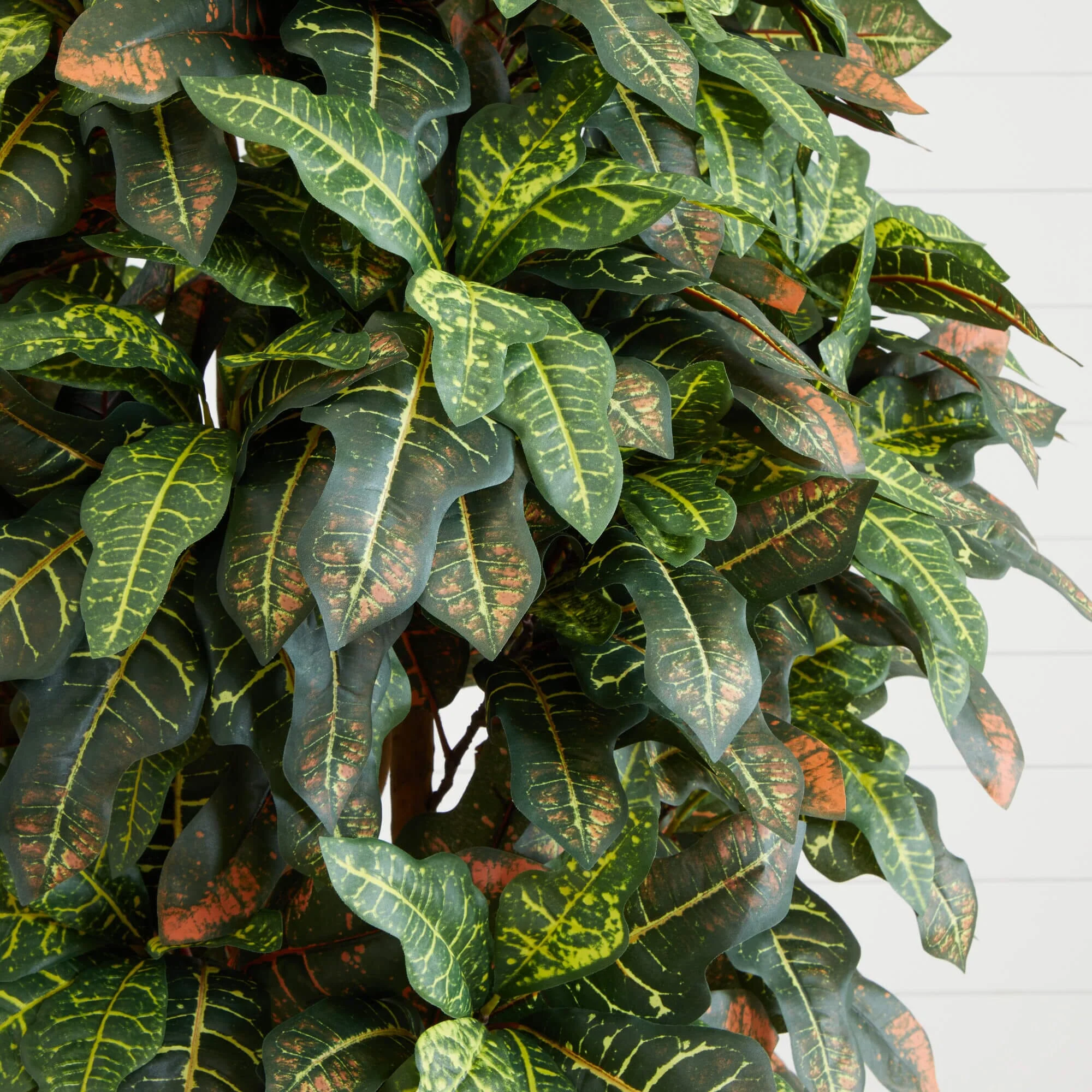 6' Croton Silk Tree - Image 2