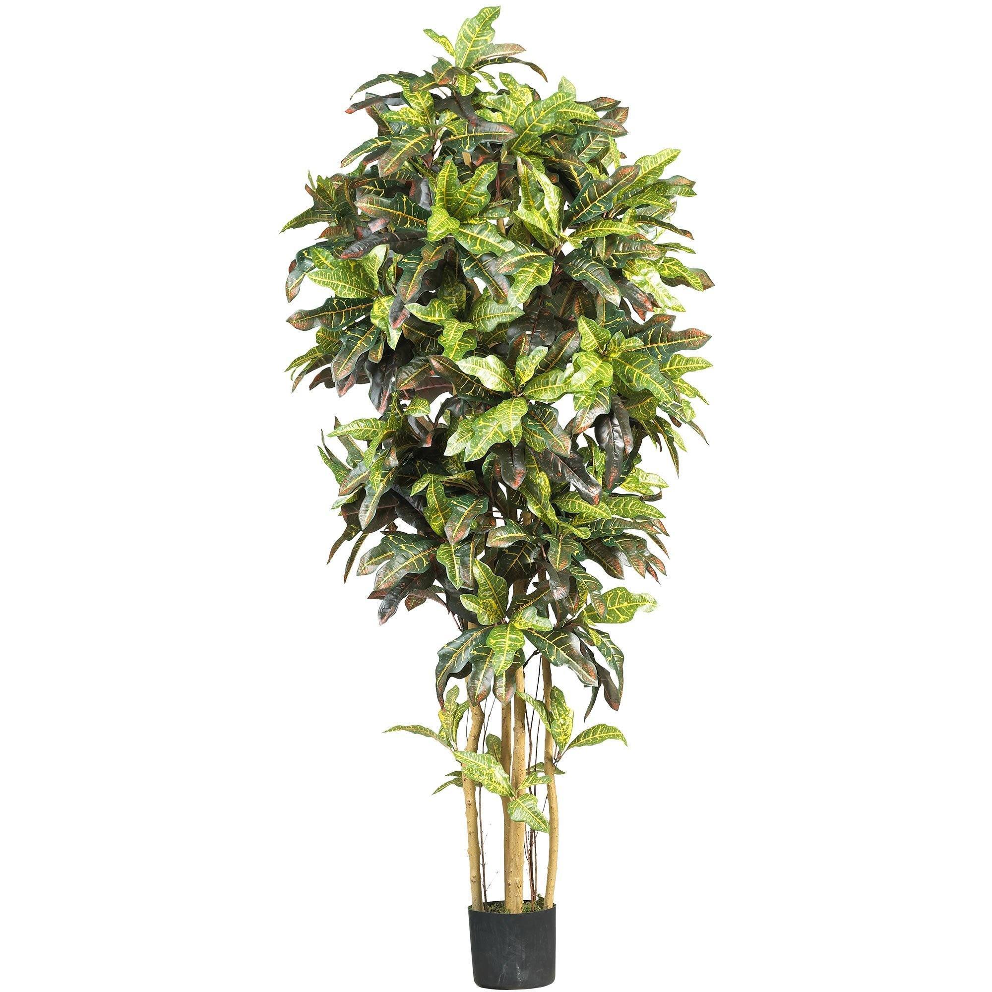 6' Croton Silk Tree - Image 3