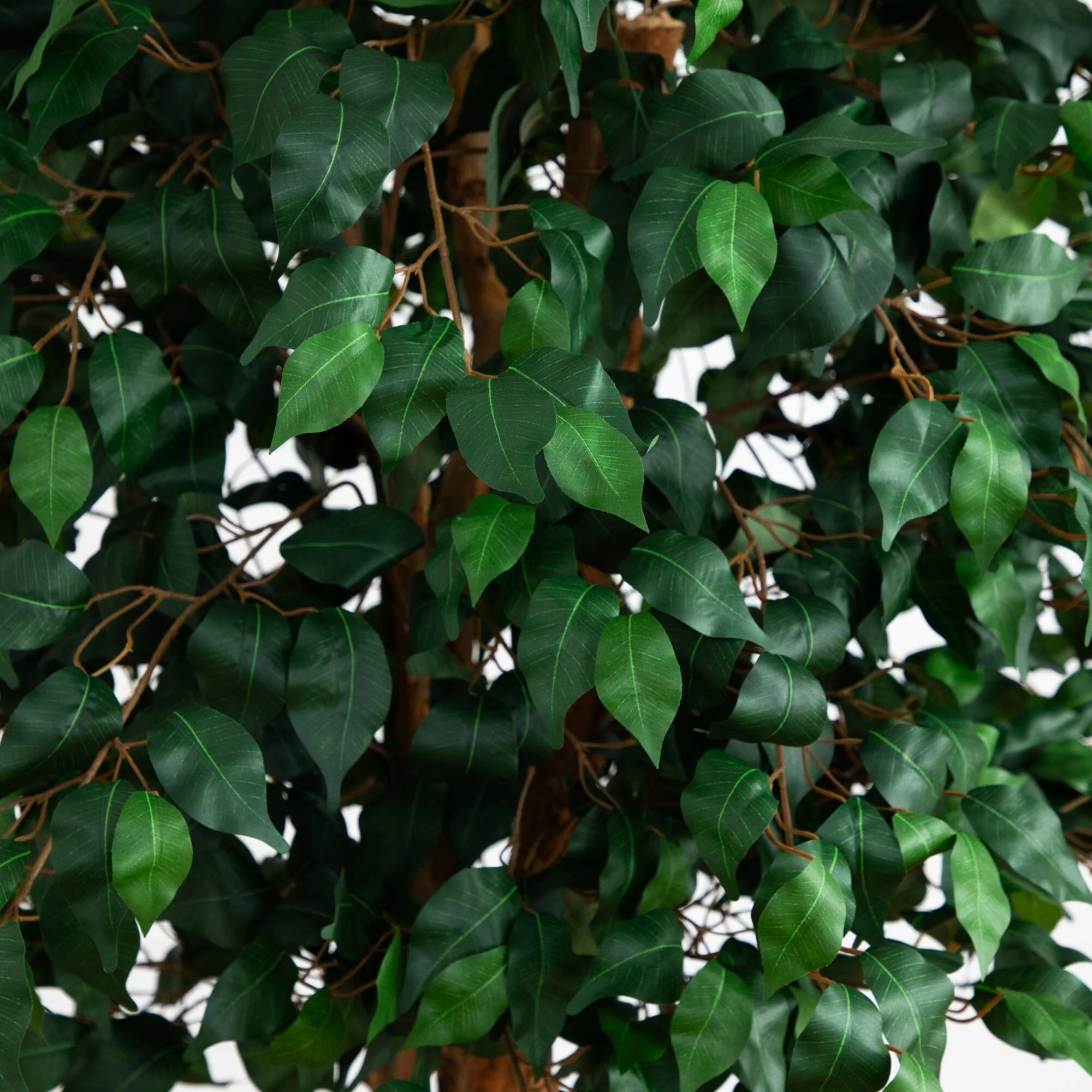 6' Double Ball Ficus Silk Tree - Image 2