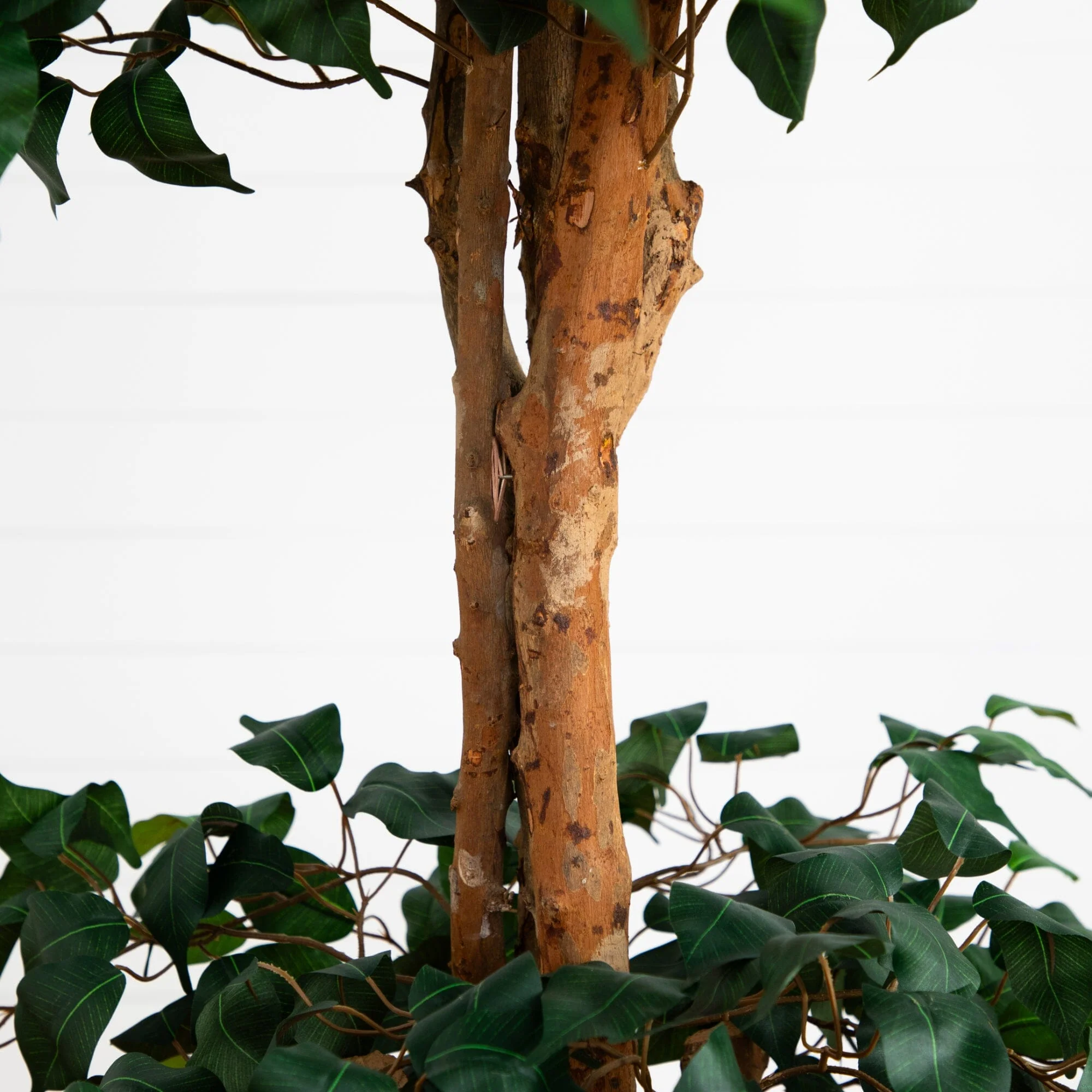 6' Double Ball Ficus Silk Tree - Image 3