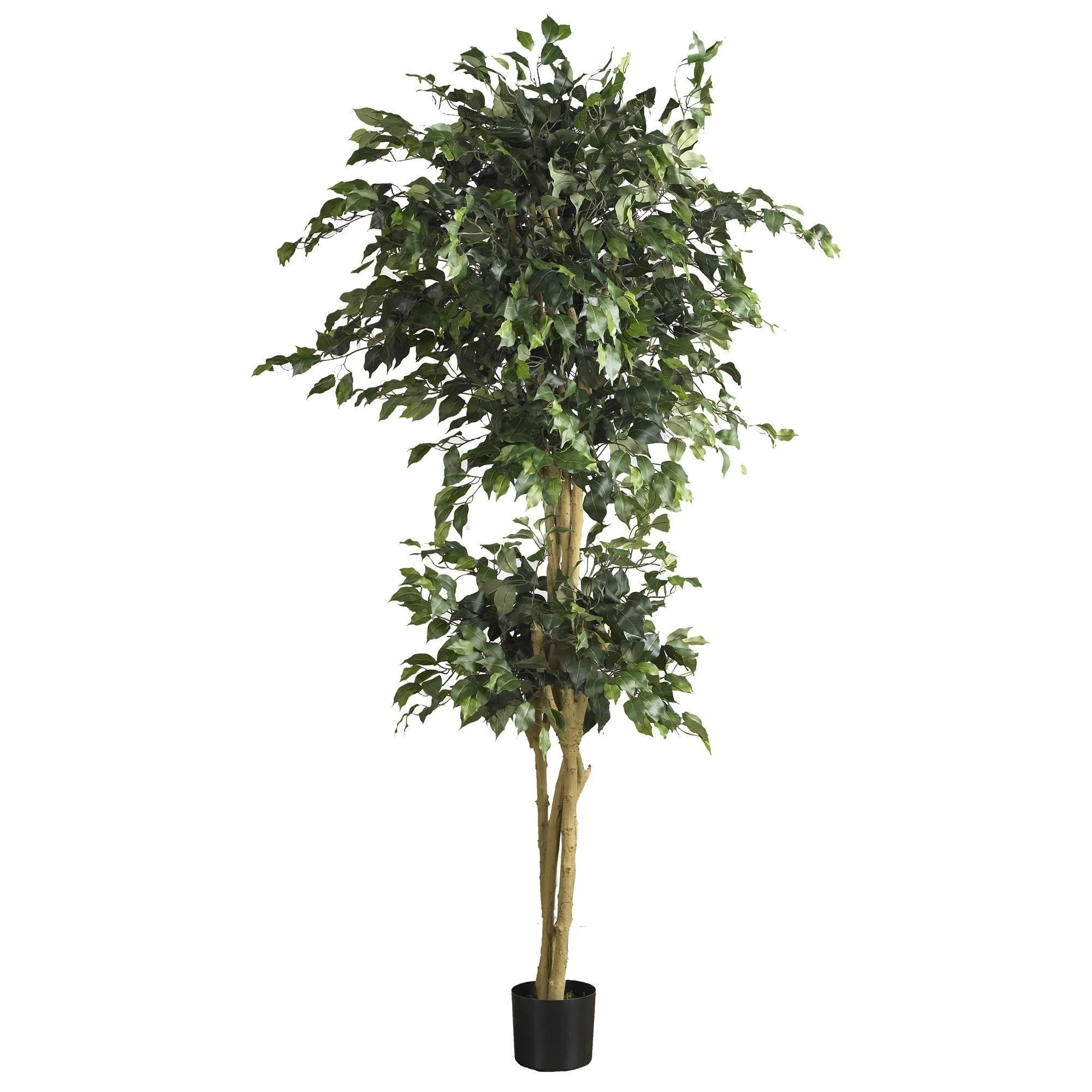 6' Double Ball Ficus Silk Tree - Image 4