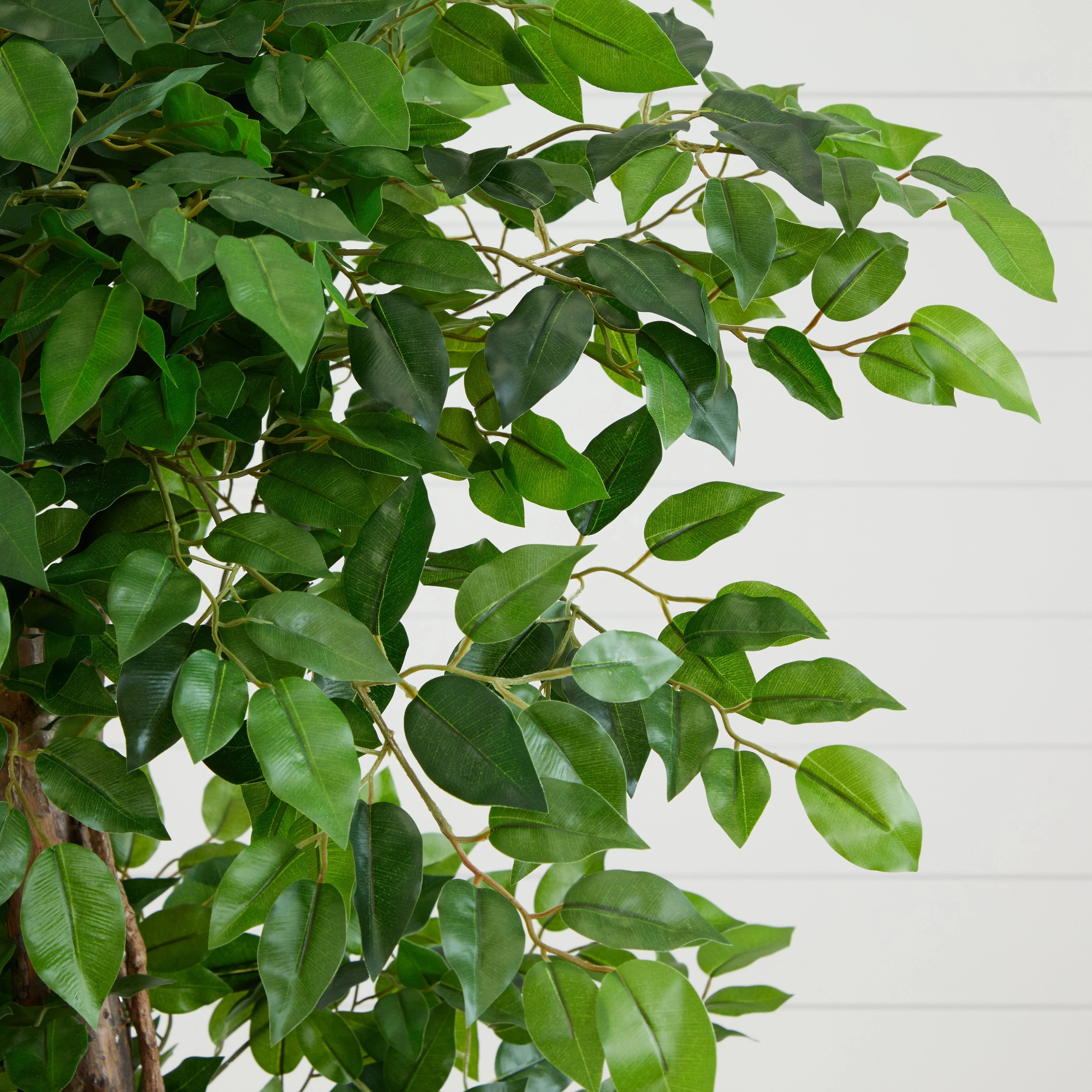 6’ Elegant Ficus Artificial Tree - Image 2