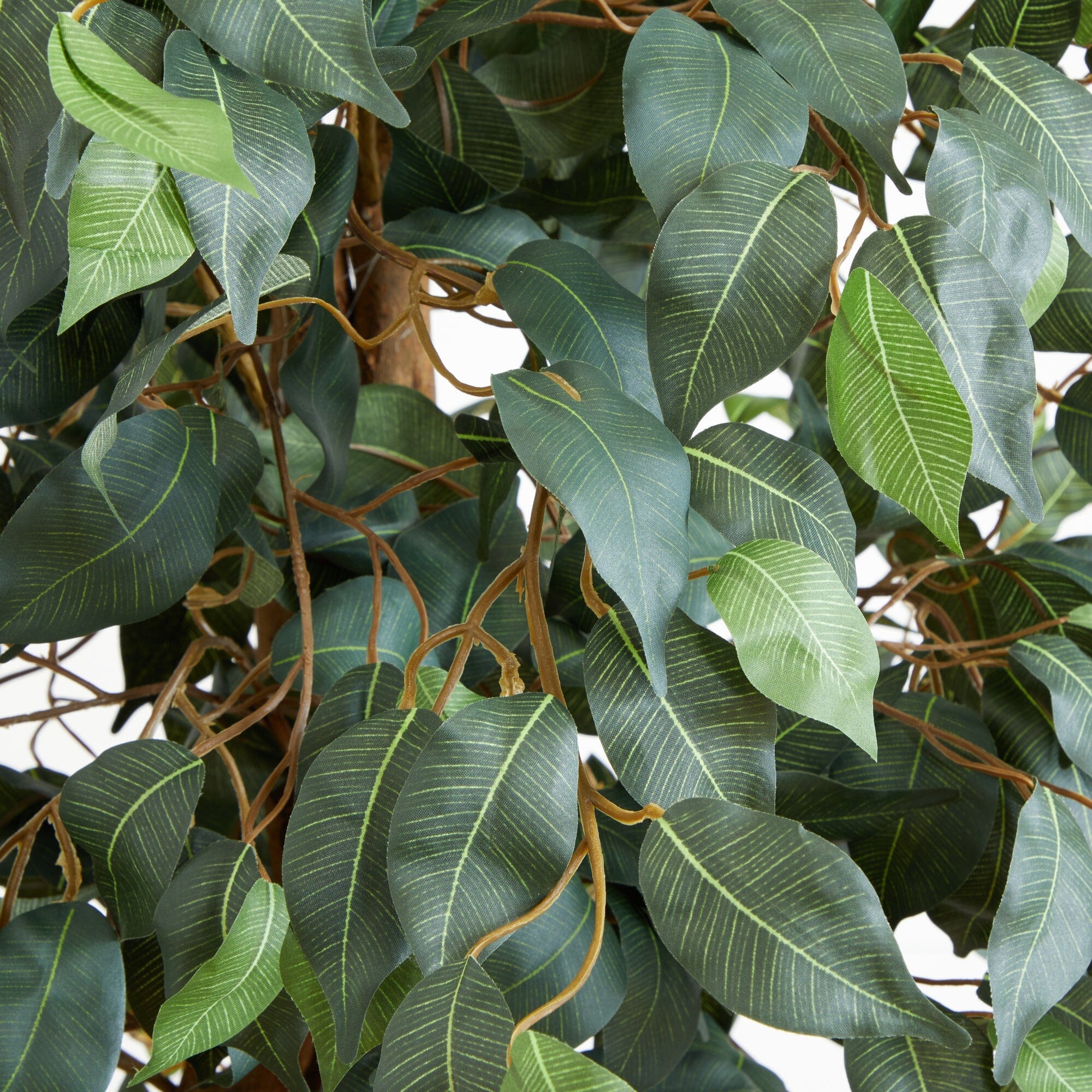 6' Ficus Silk Tree - Image 2