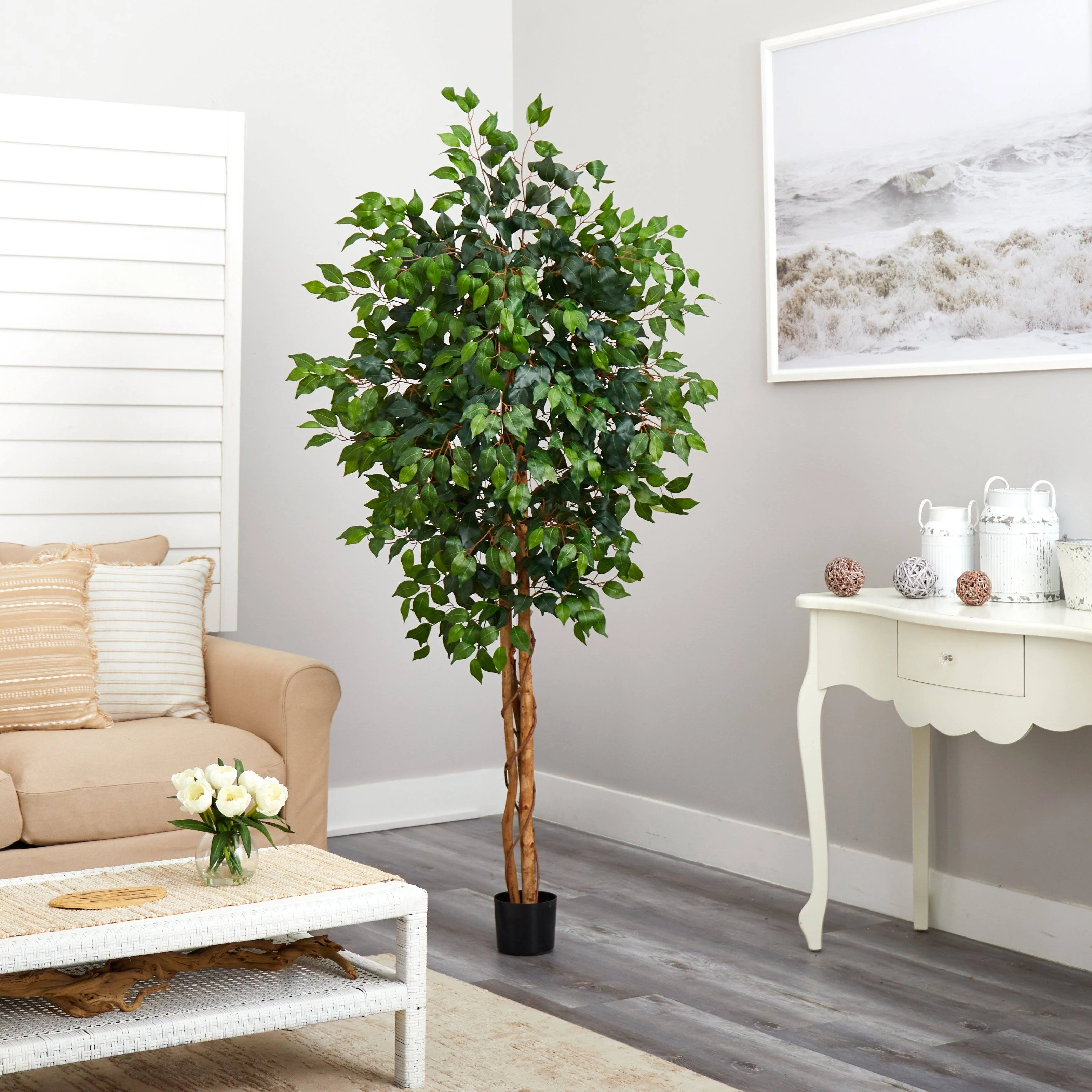 6' Ficus Silk Tree - Image 4