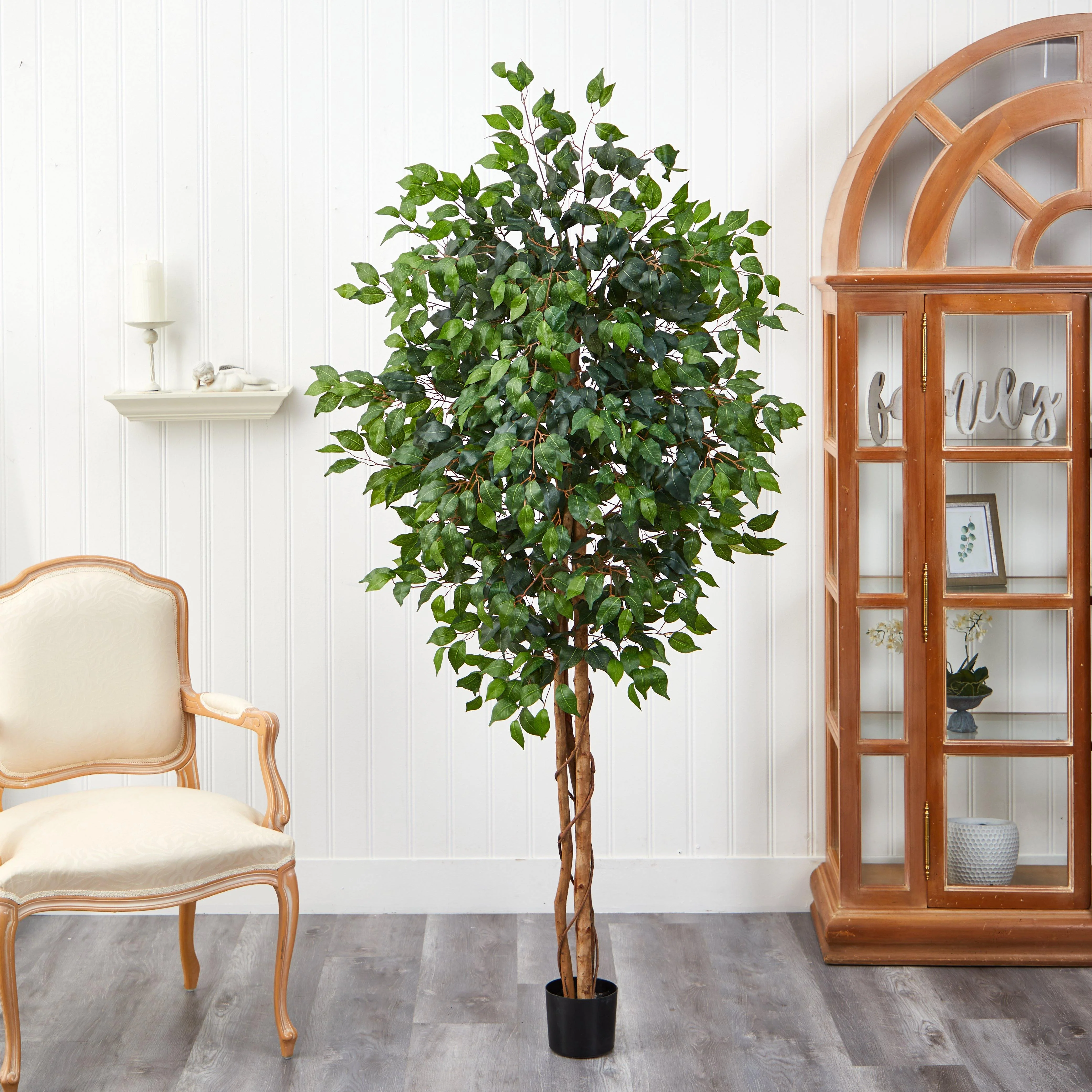 6' Ficus Silk Tree - Image 5