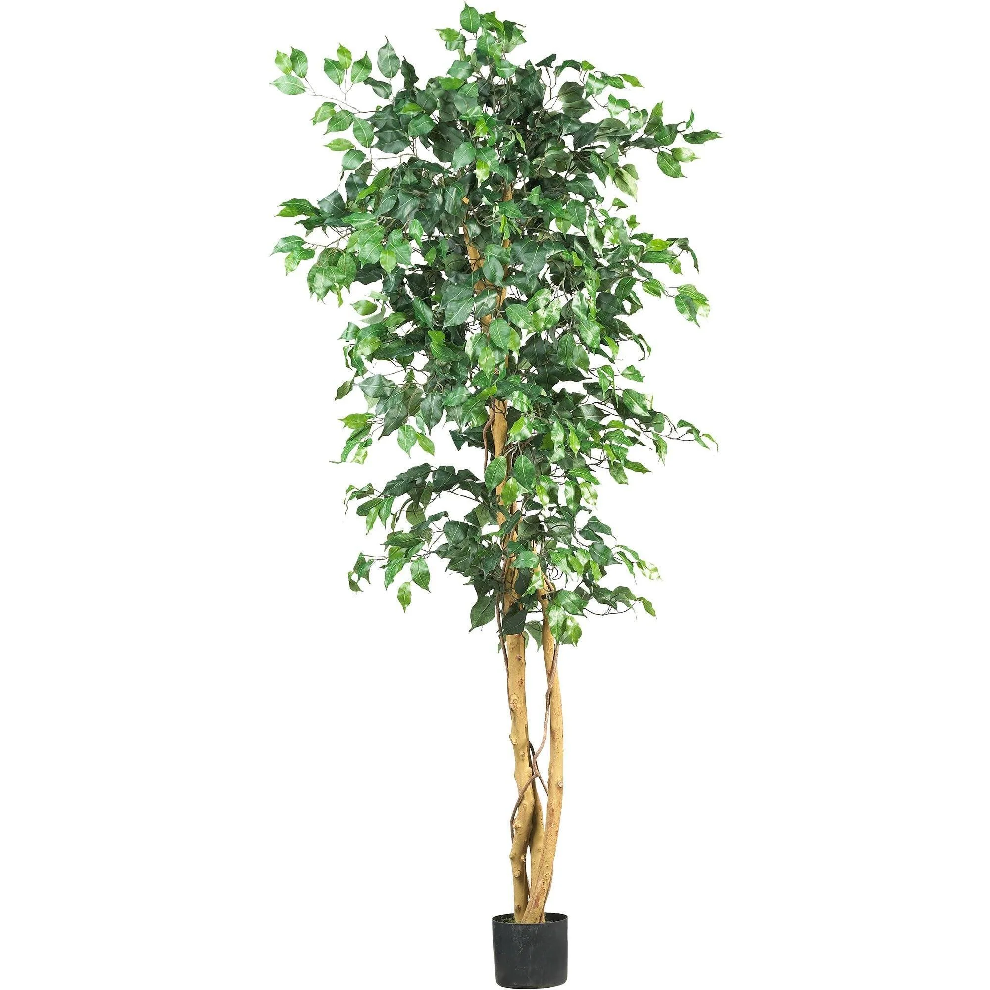 6' Ficus Silk Tree - Image 6