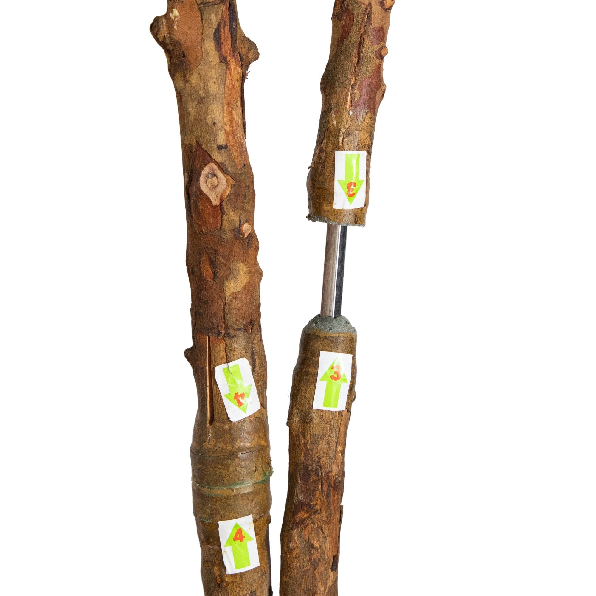 6' Ficus Tree w/Bamboo Planter - Image 2