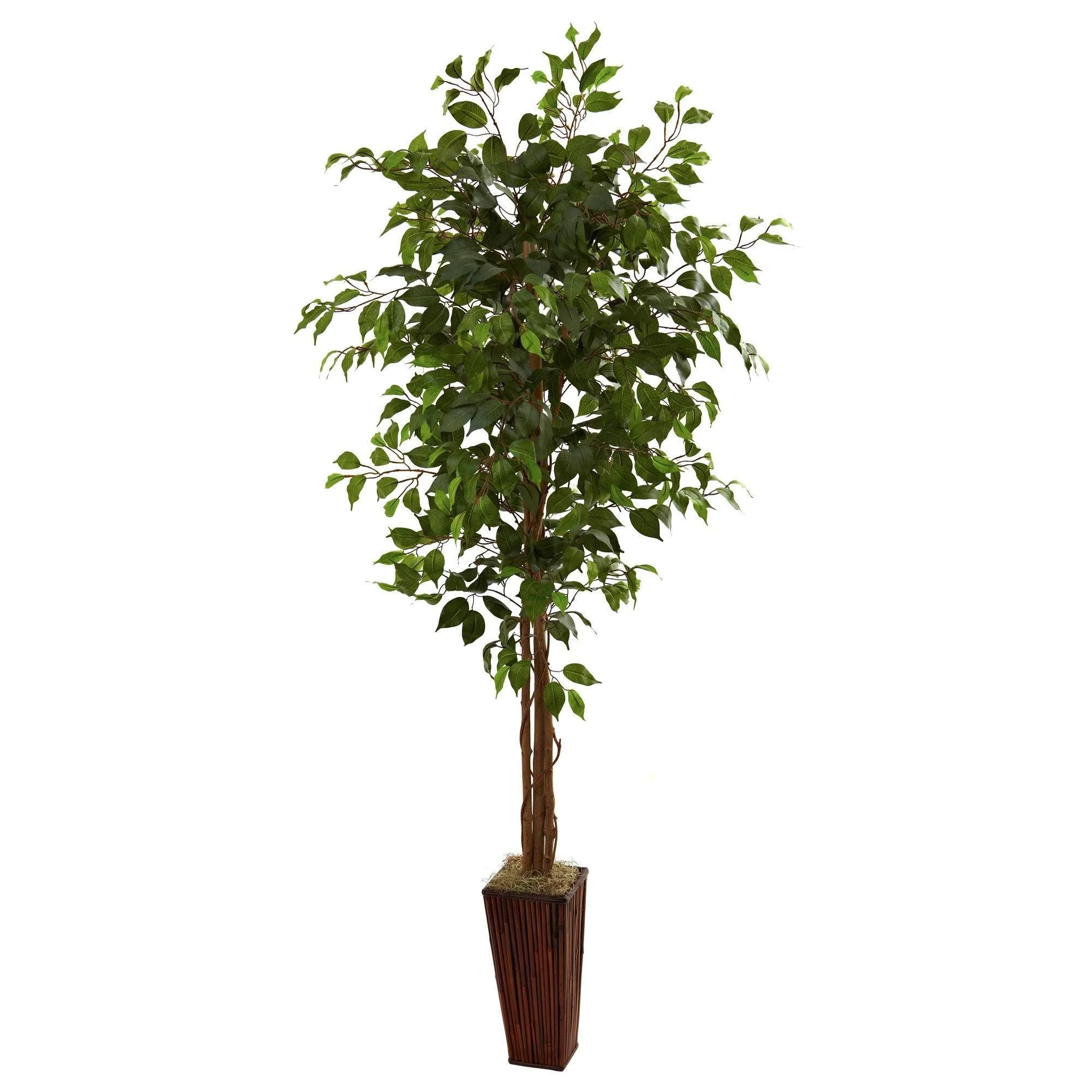 6' Ficus Tree w/Bamboo Planter - Image 5