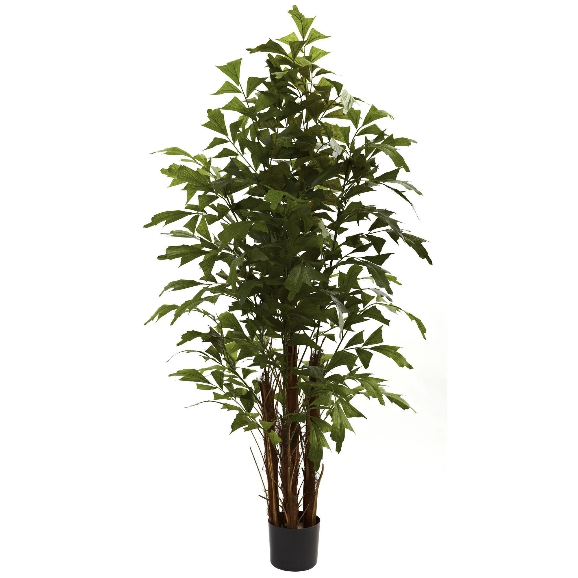 6' Fishtail Palm Tree - Image 5