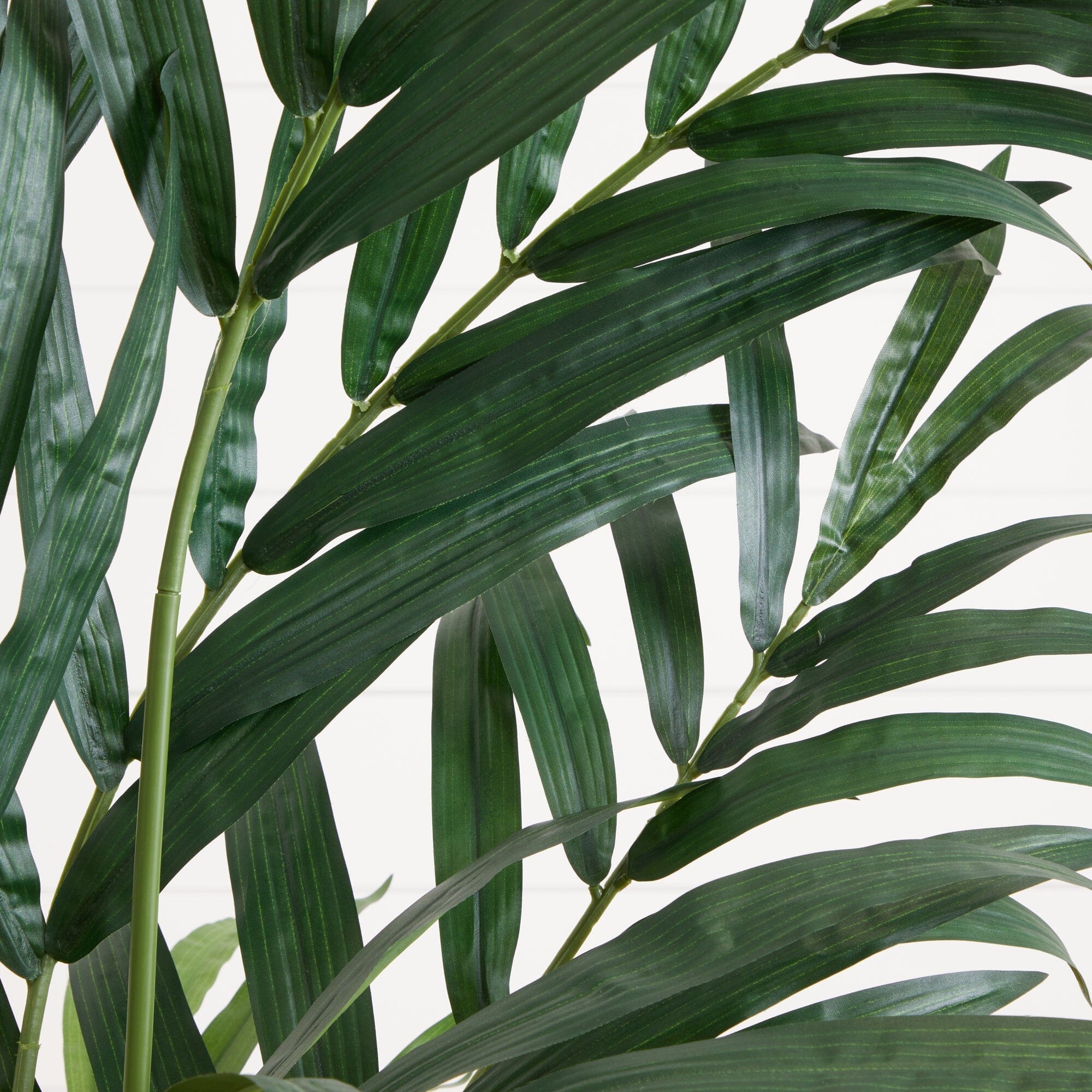 6’ Kentia Palm Tree - Image 2