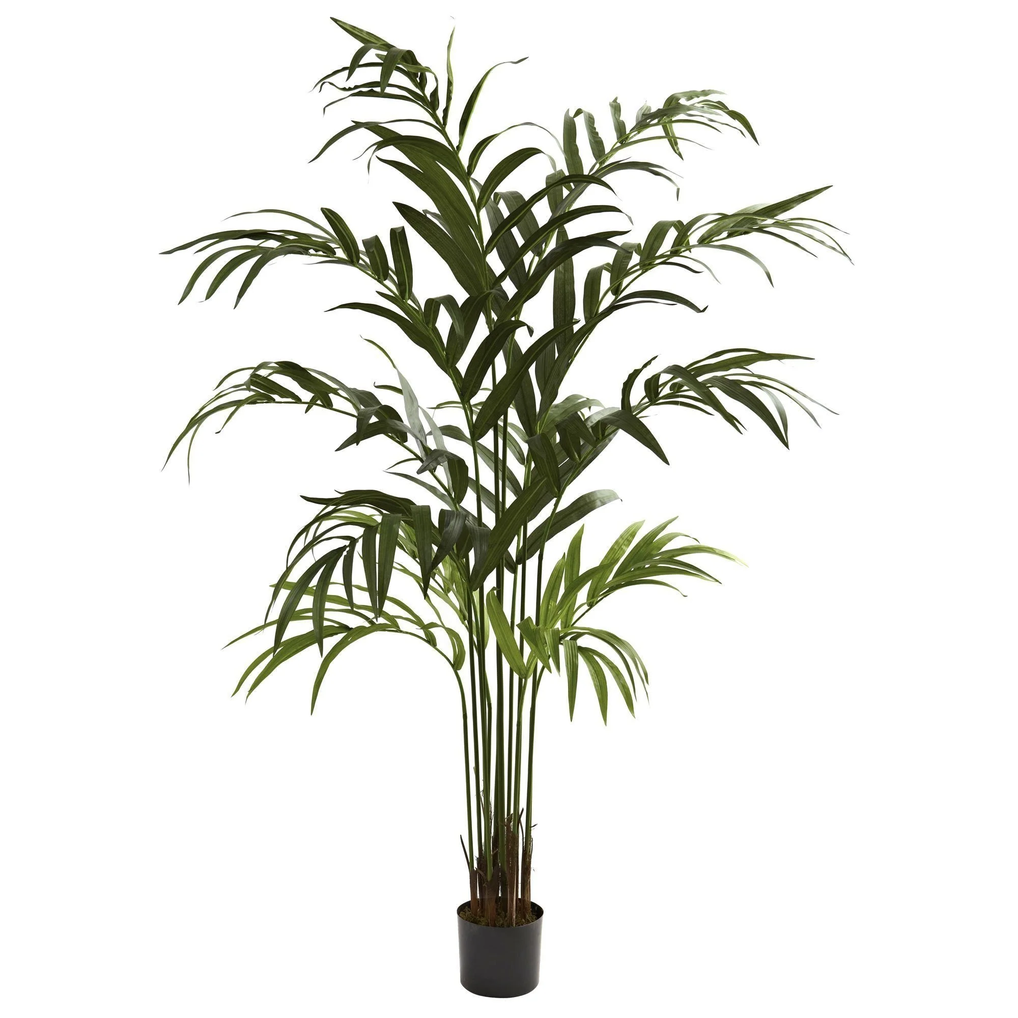 6’ Kentia Palm Tree - Image 3