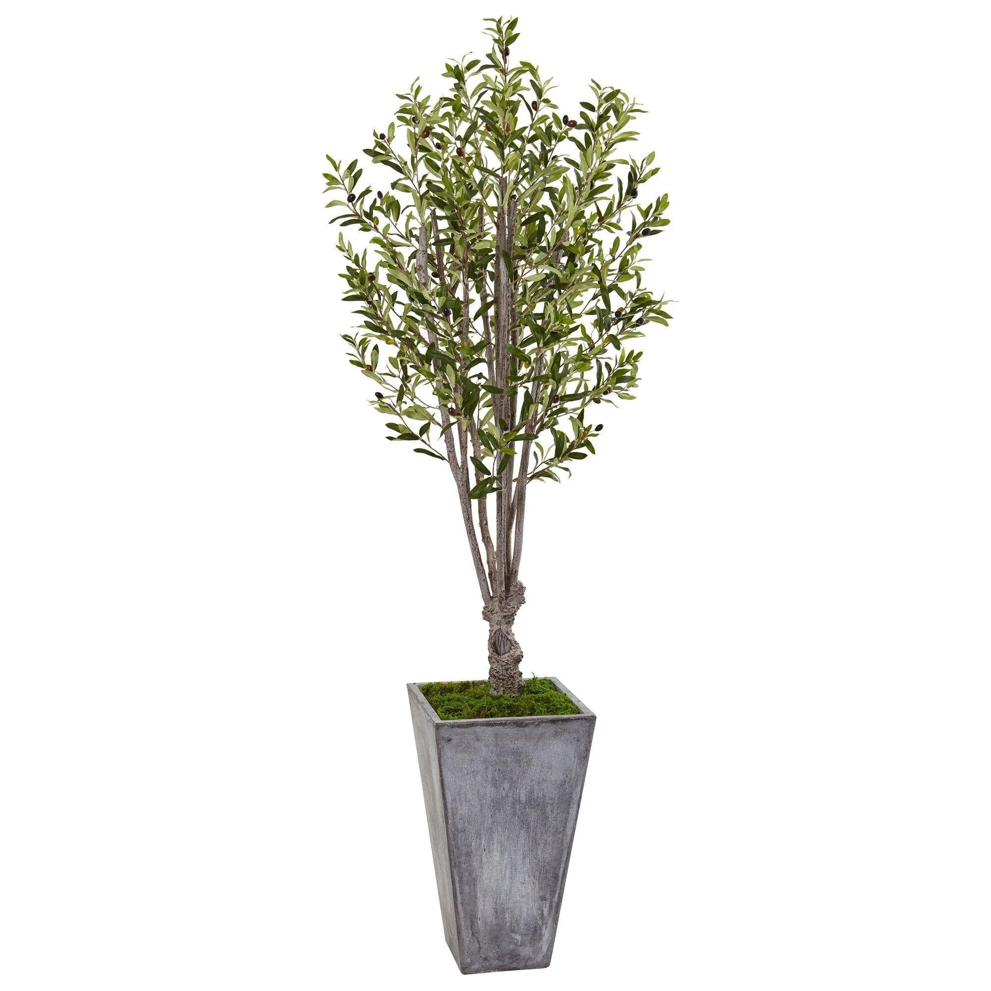6’ Olive Tree in Stone Planter - Image 3