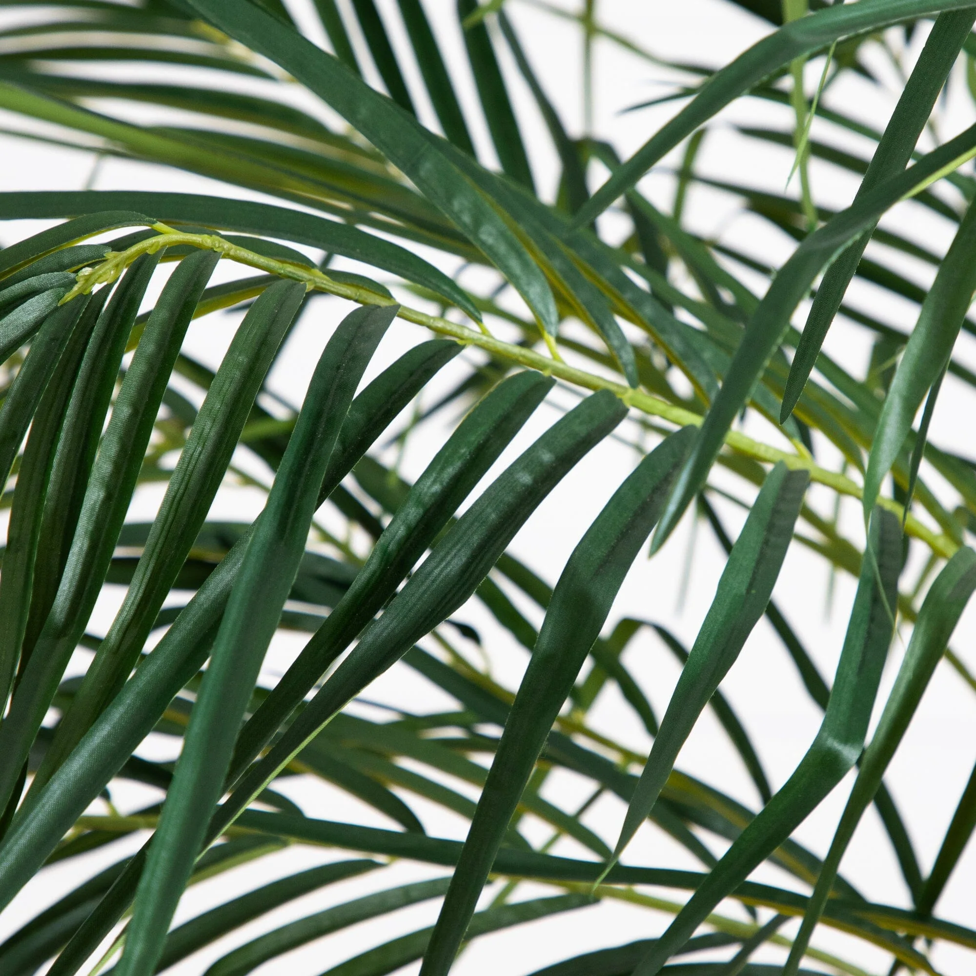 6’ Robellini Palm Tree - Image 2