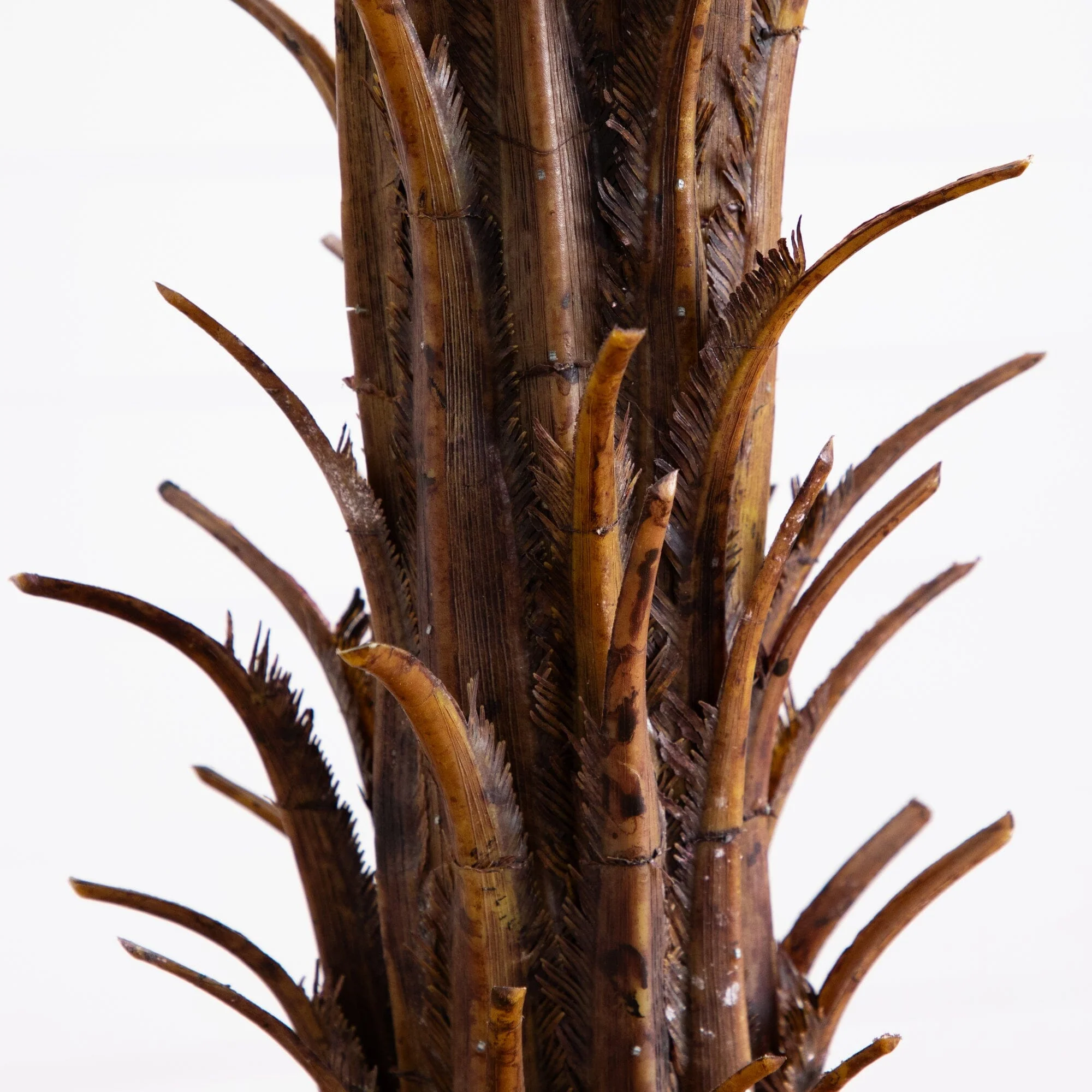 6’ Robellini Palm Tree - Image 4