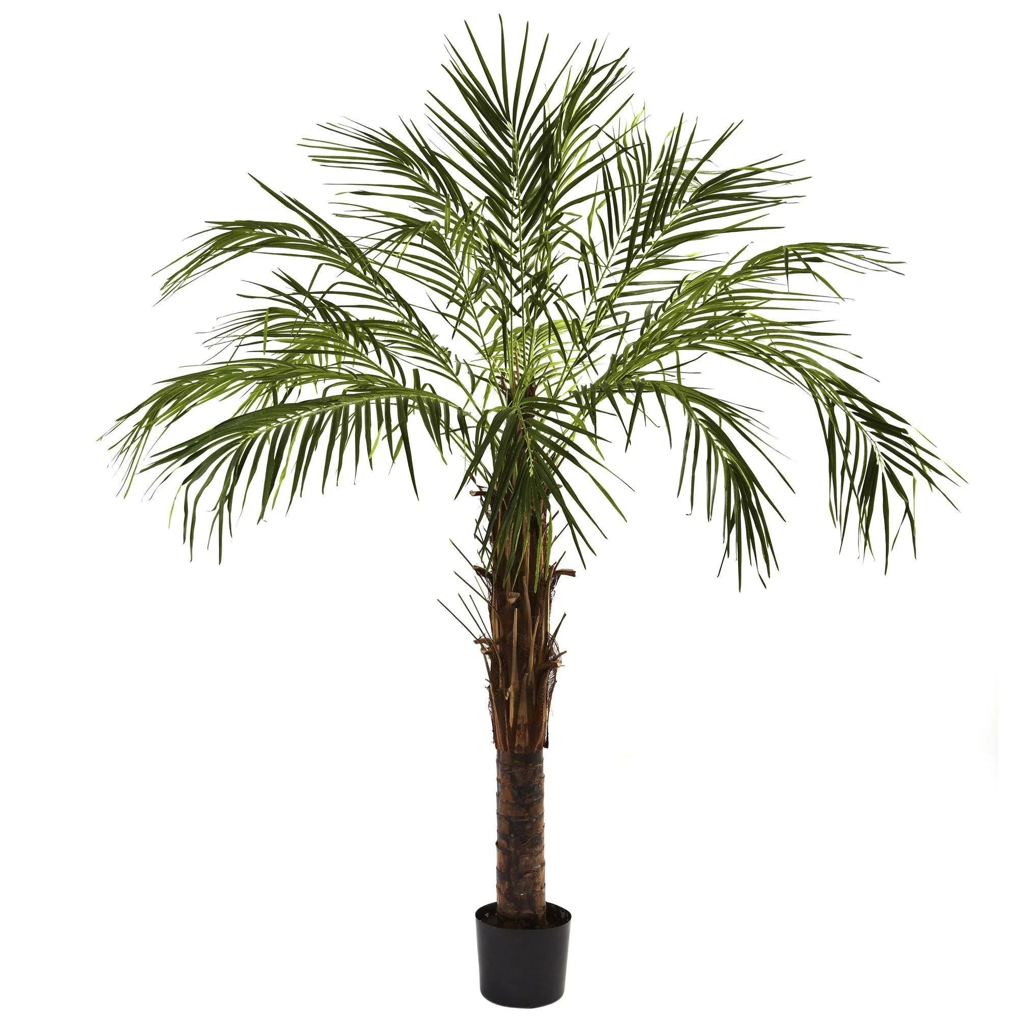 6’ Robellini Palm Tree - Image 5