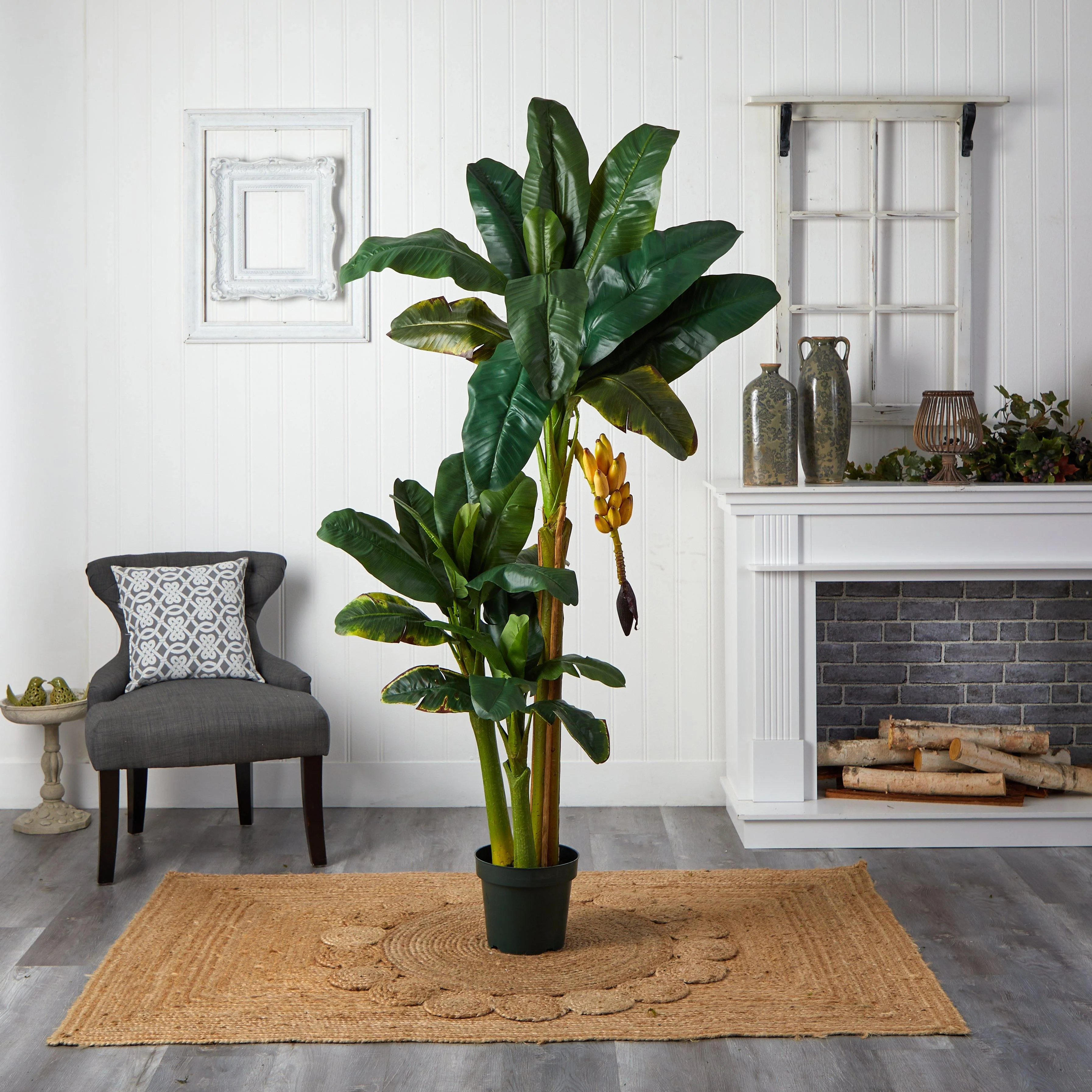 6' Triple Stalk Banana Silk Tree - Image 3