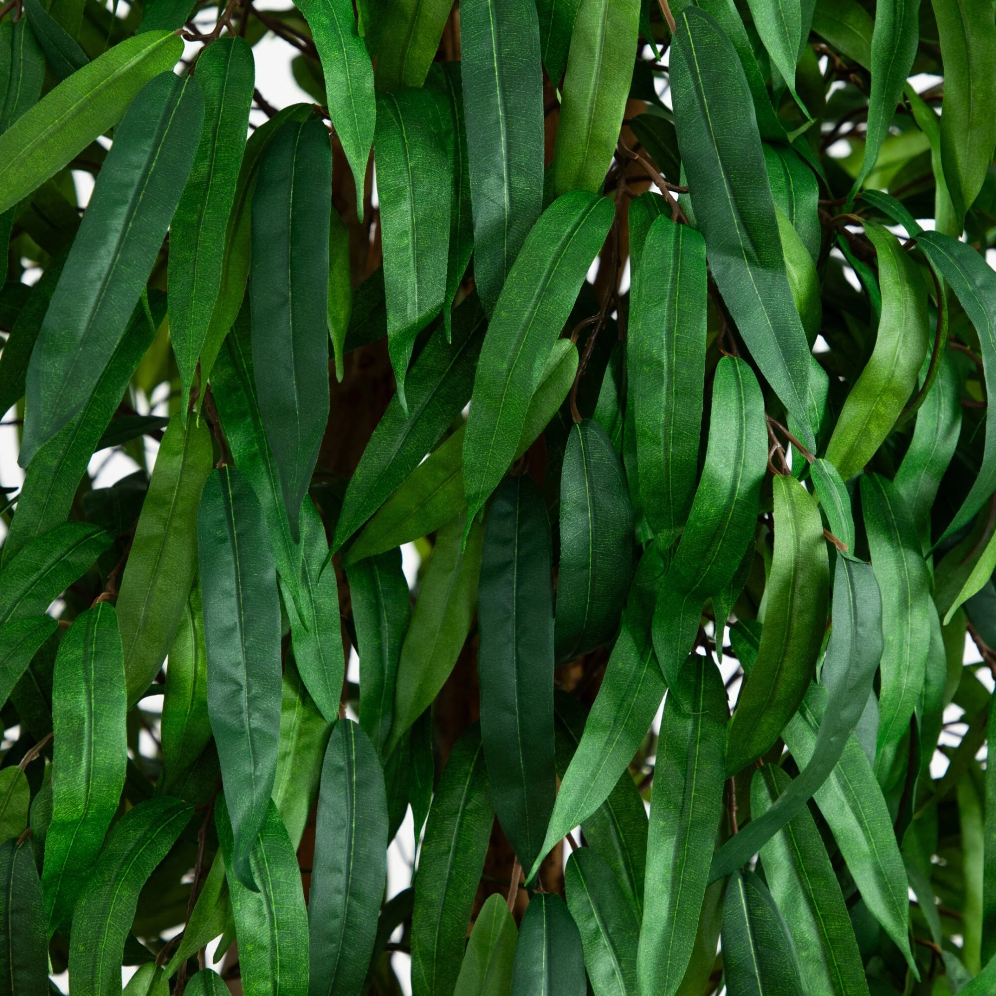 6' Weeping Ficus Silk Tree - Image 2