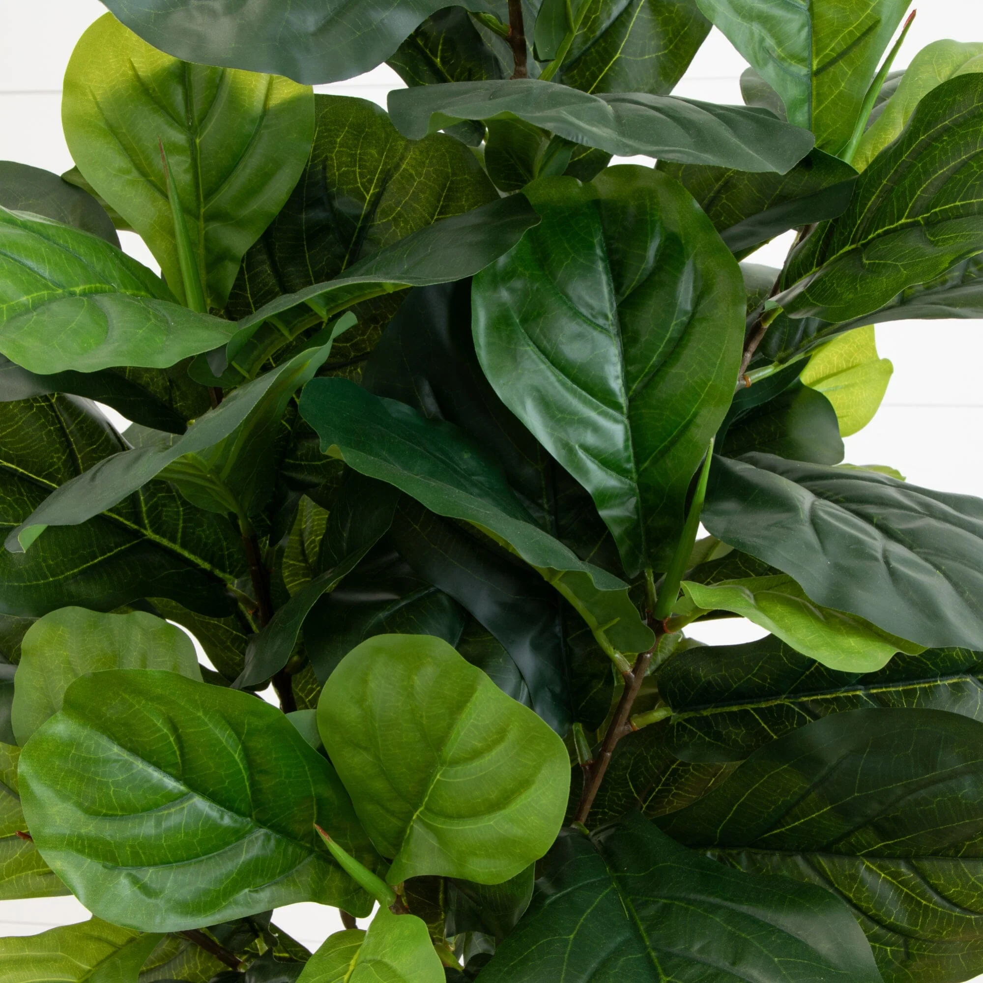 64” Fiddle Leaf Artificial Tree (Real Touch) - Image 2