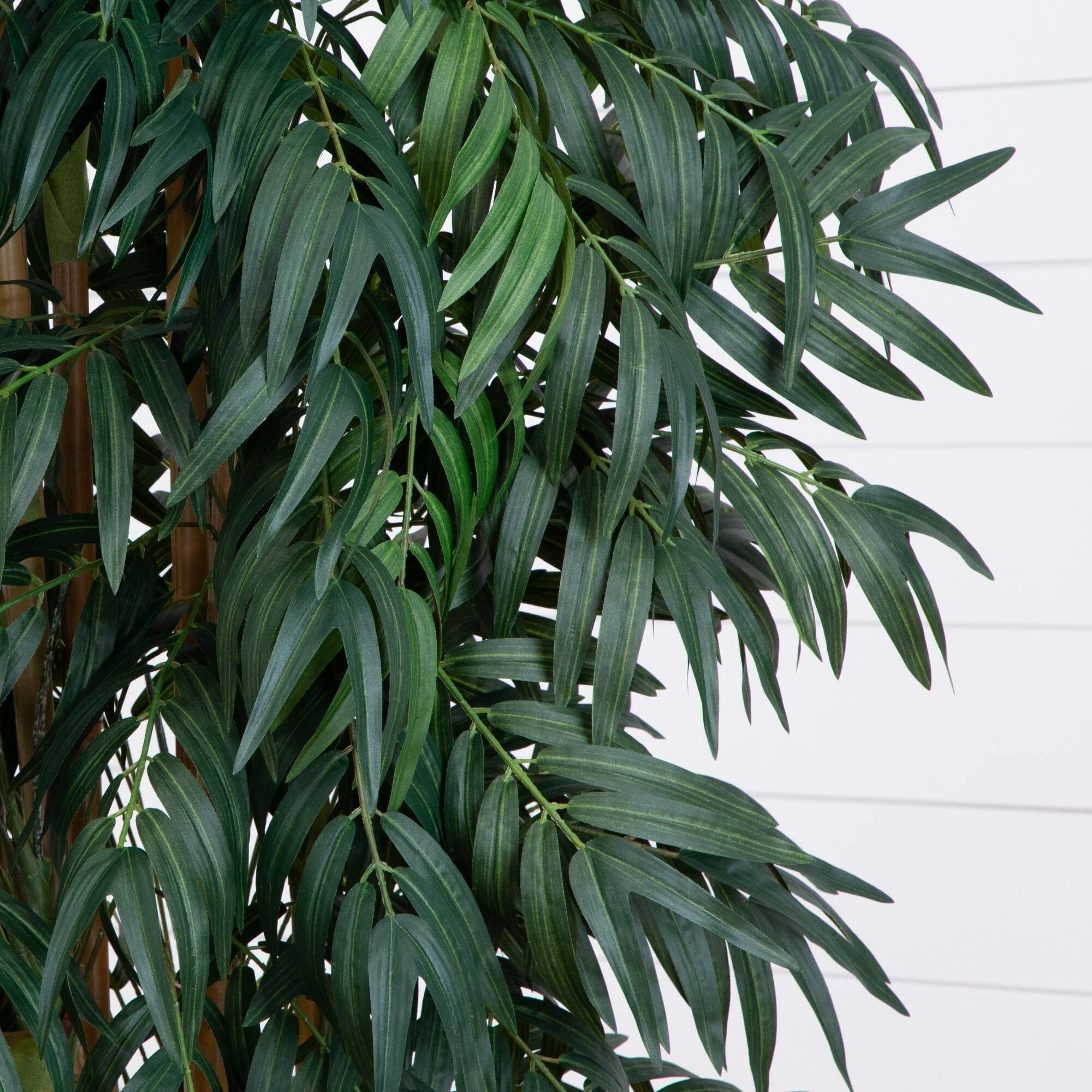 7.5’ Phoenix Palm Tree - Image 2