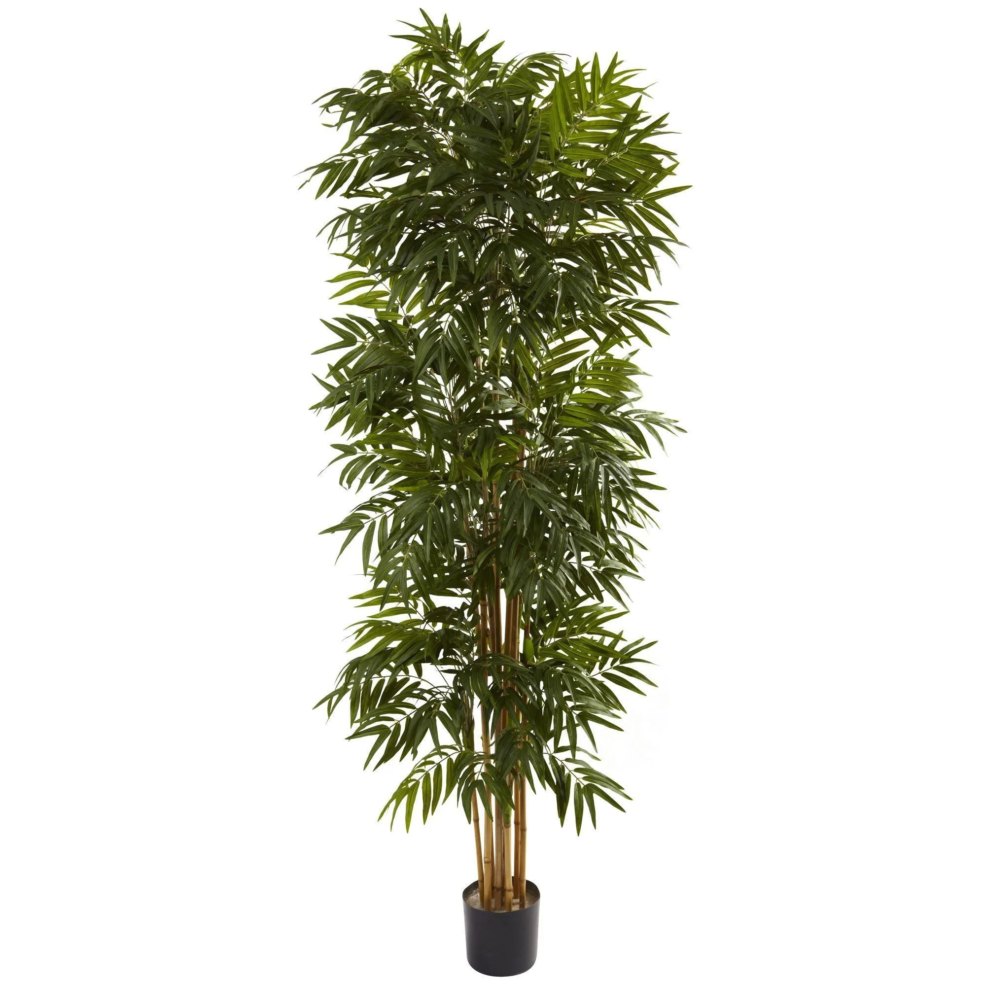 7.5’ Phoenix Palm Tree - Image 3