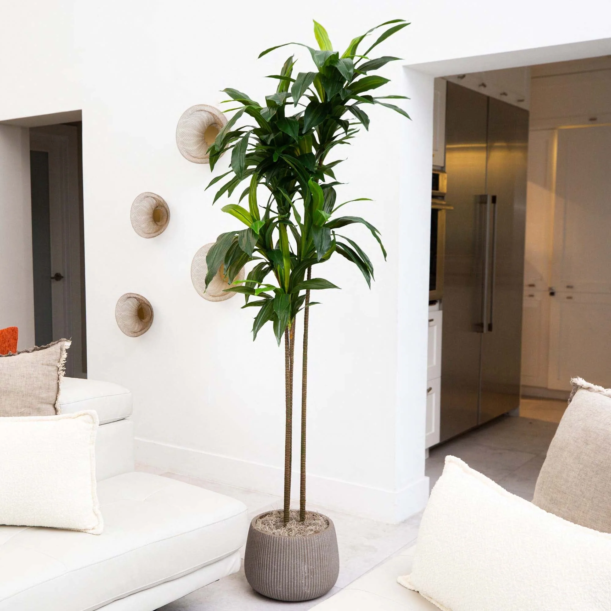 7’ Artificial Dracaena Tree - Image 3