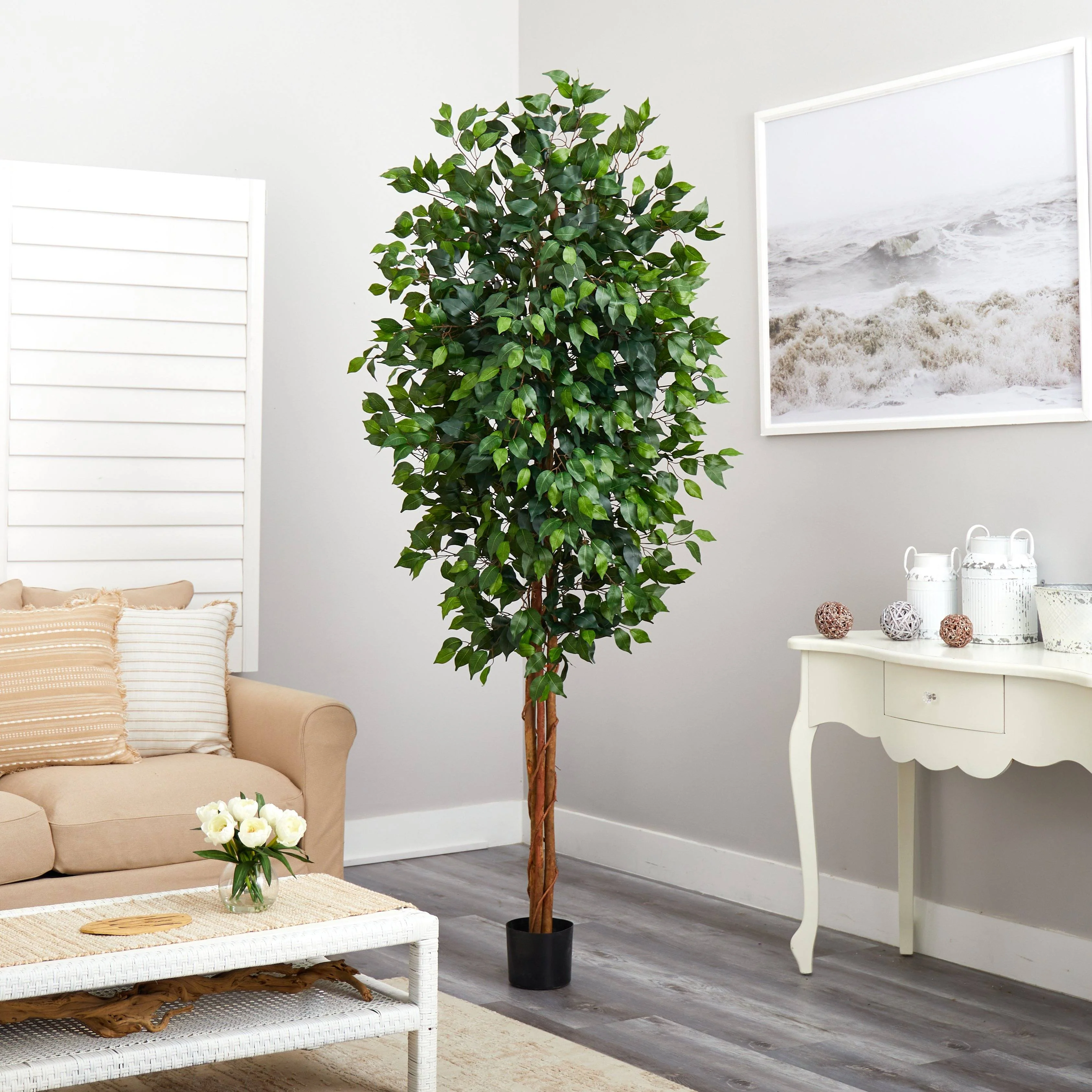 7' Ficus Silk Tree - Image 3