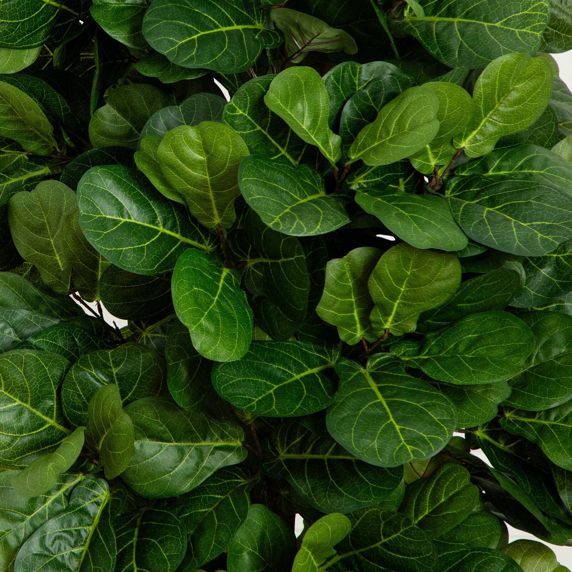 7’ Fiddle Leaf Fig Artificial Tree Beige Trunk - Image 2