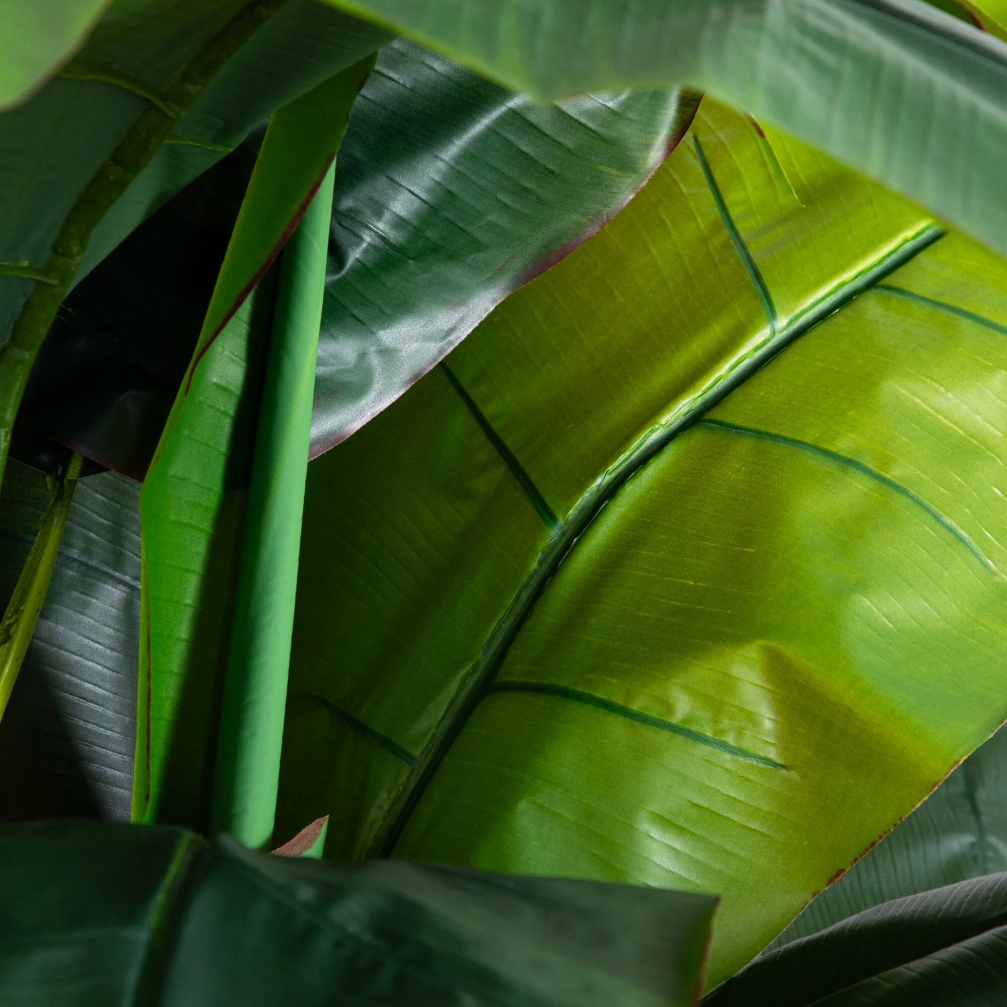 7' Giant Triple Stalk Banana Tree UV Resistant (Indoor/Outdoor) - Image 2