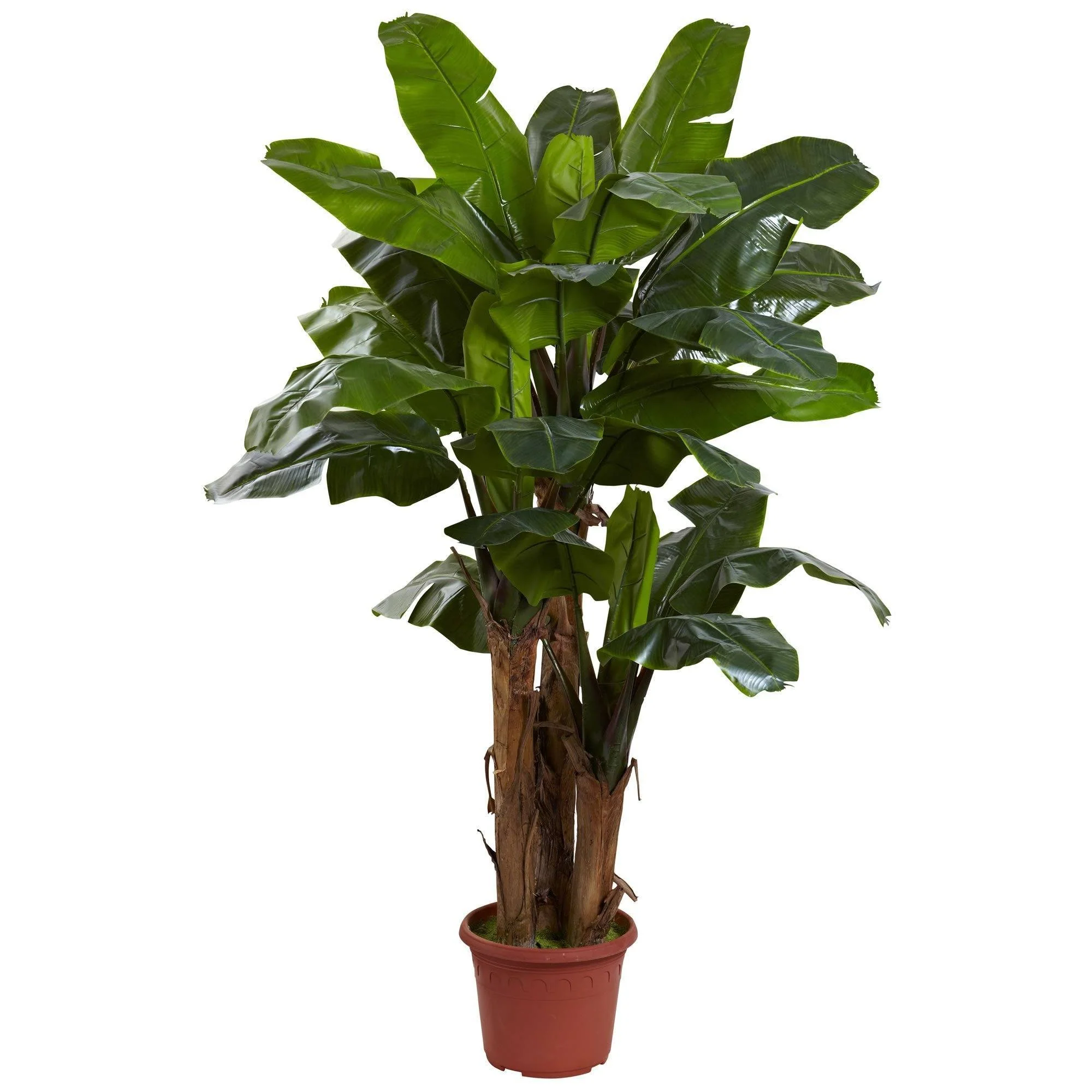 7' Giant Triple Stalk Banana Tree UV Resistant (Indoor/Outdoor) - Image 4