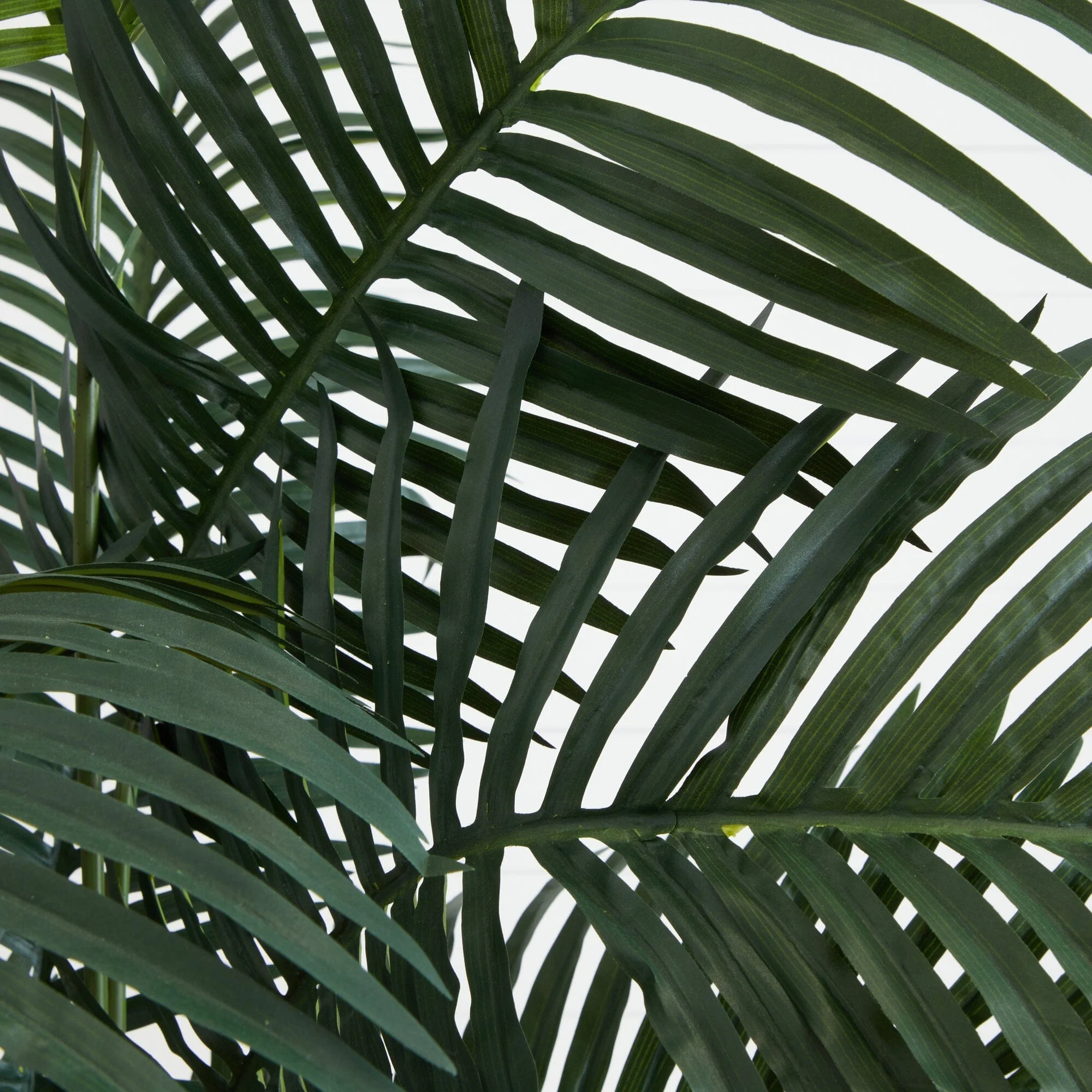 7' Paradise Palm - Image 2
