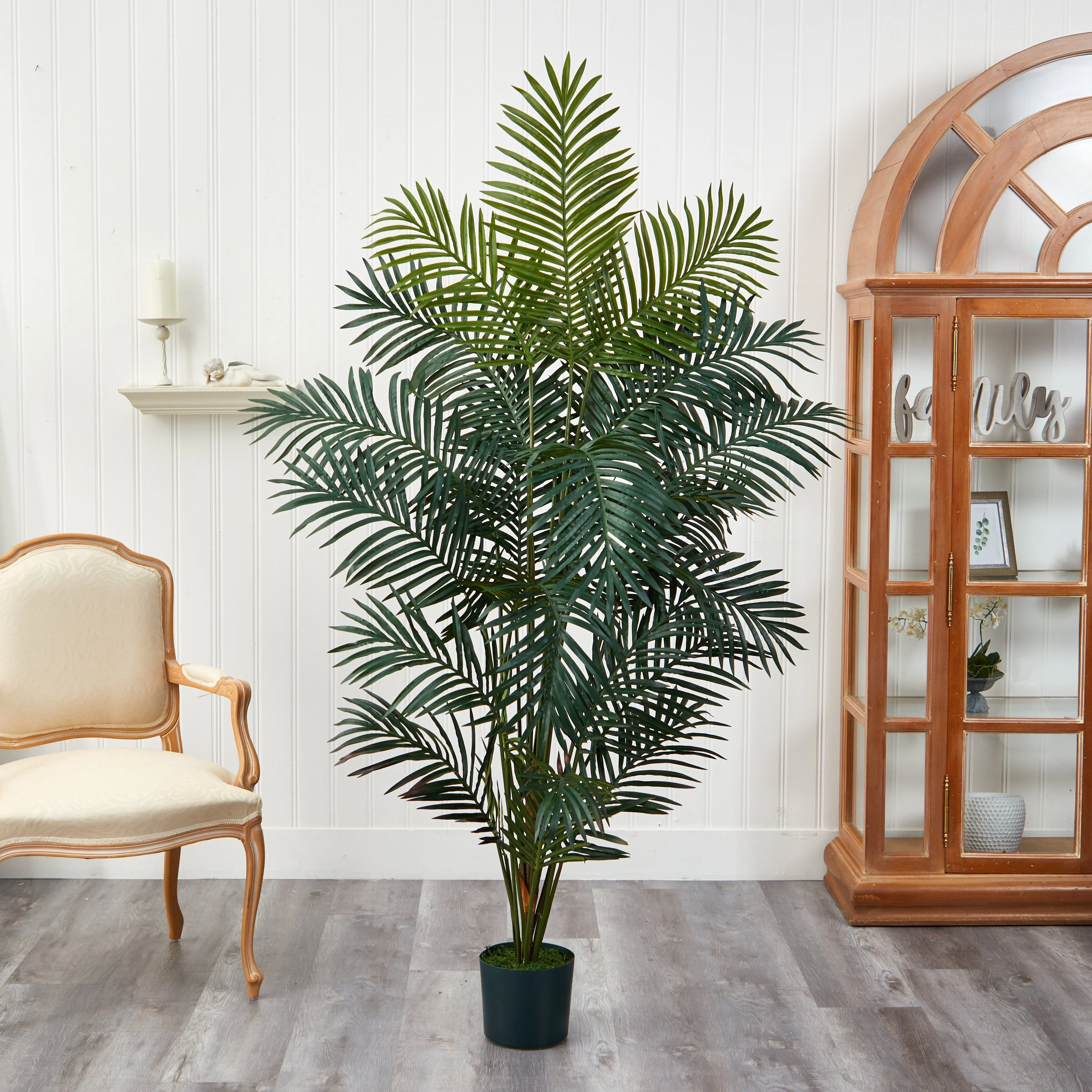 7' Paradise Palm - Image 5