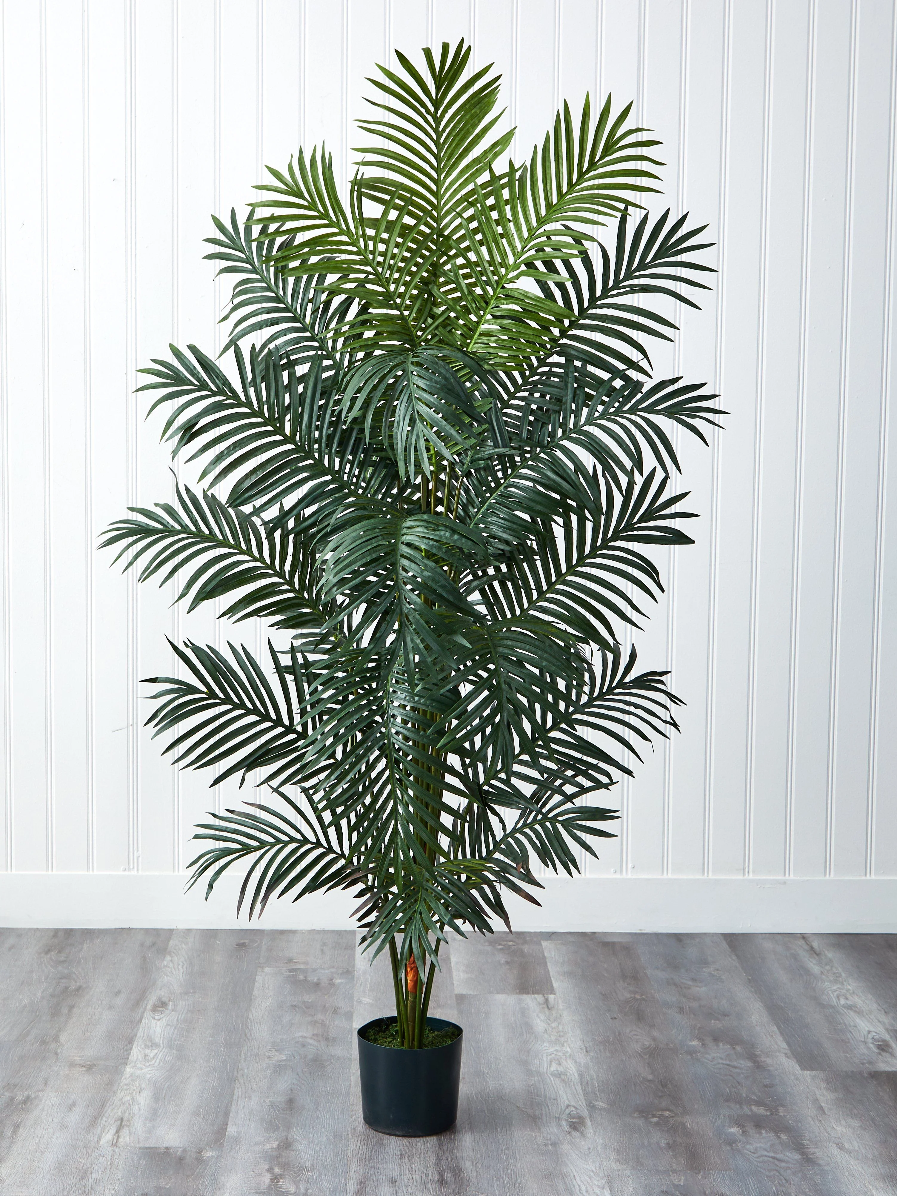 7' Paradise Palm - Image 7
