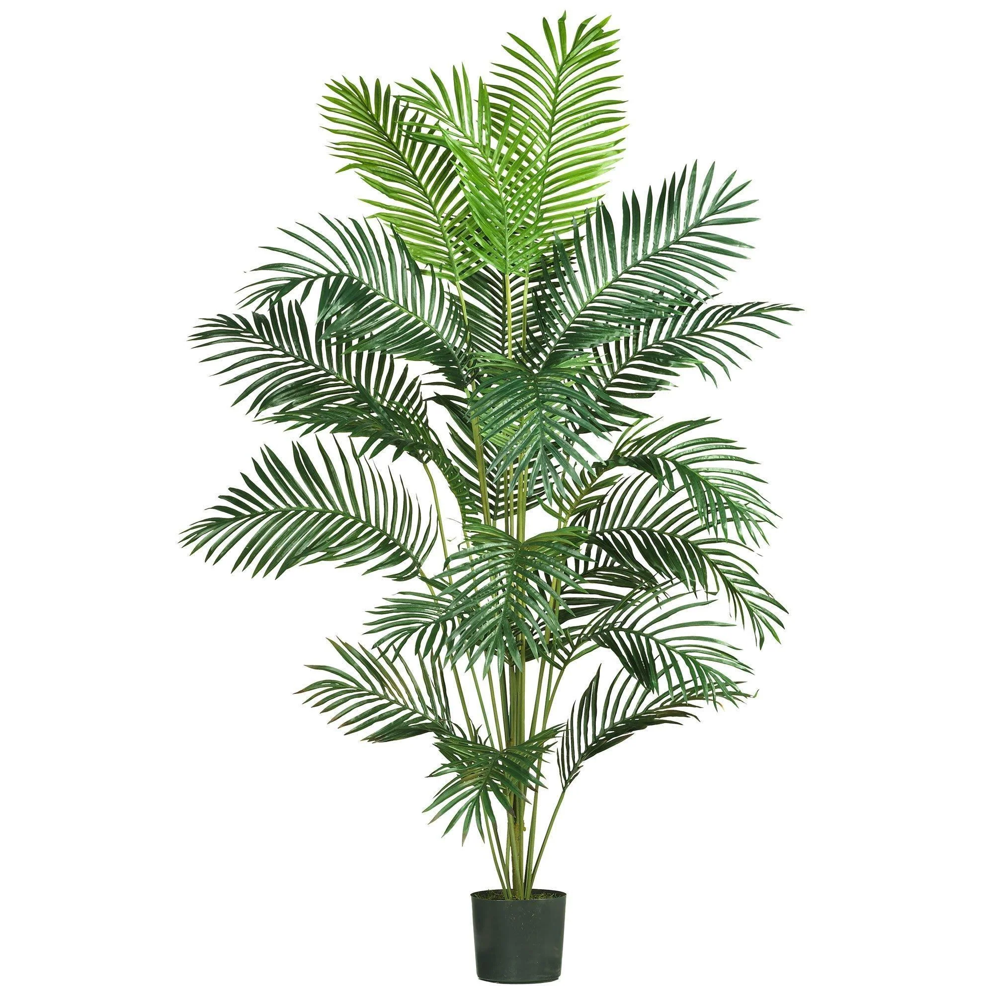 7' Paradise Palm - Image 8