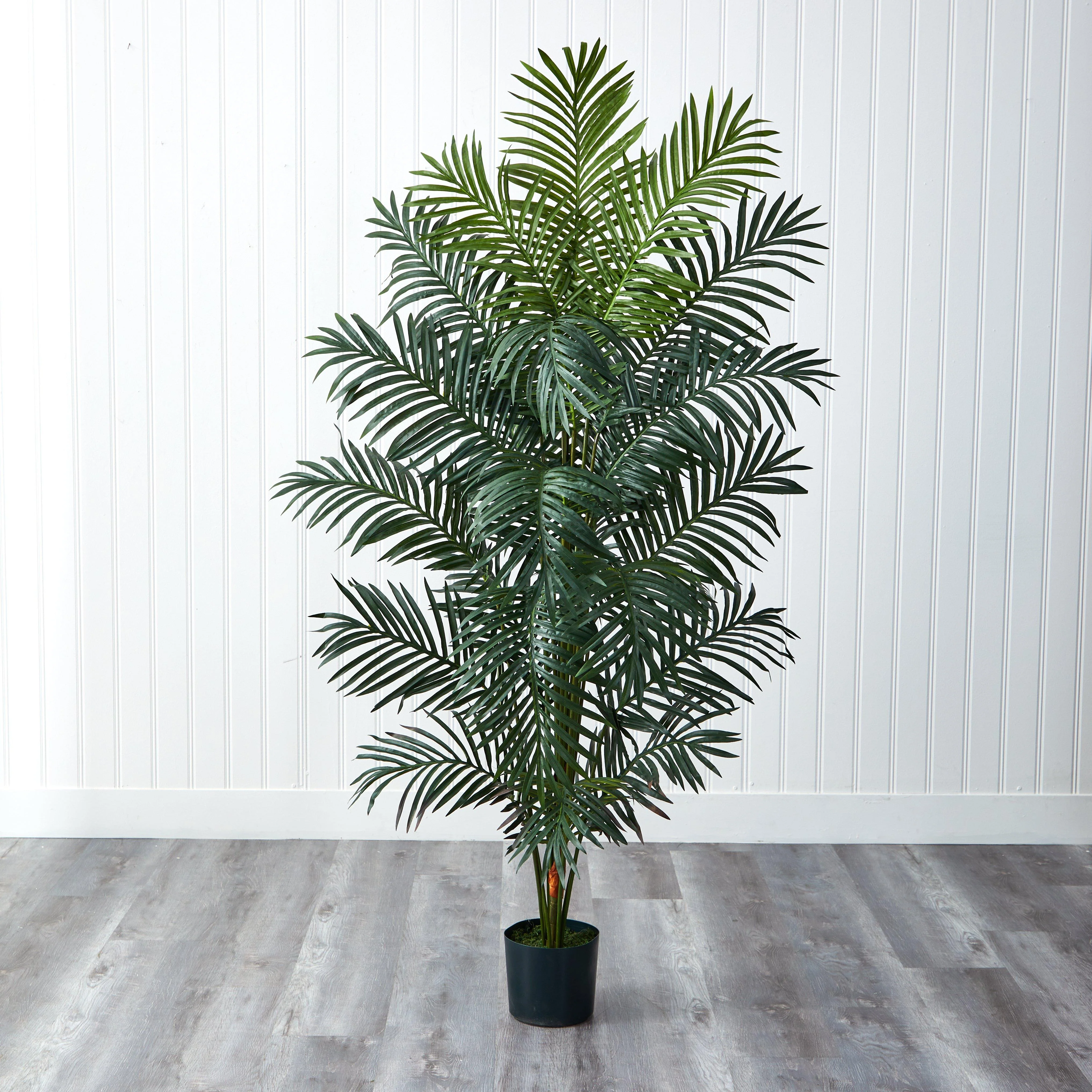 7' Paradise Palm - Image 9
