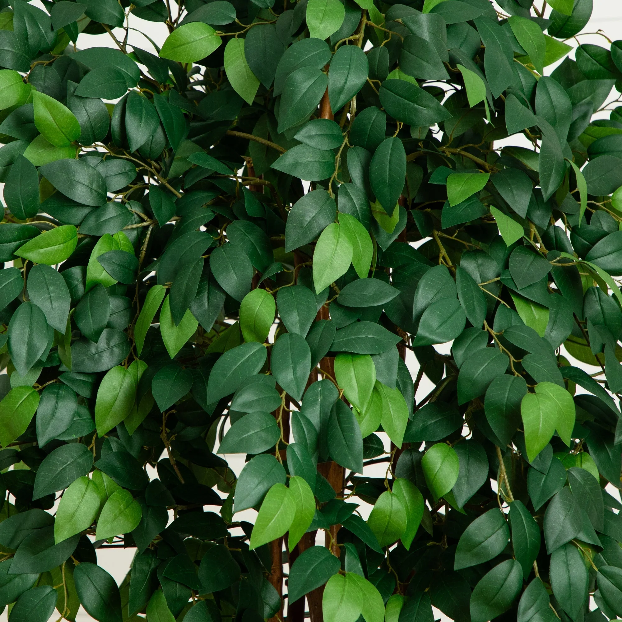 7’ Sakaki Silk Tree - Image 2