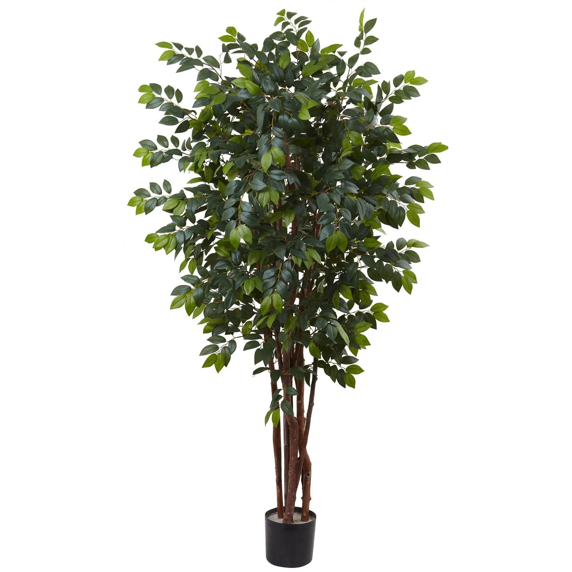 7’ Sakaki Silk Tree - Image 3