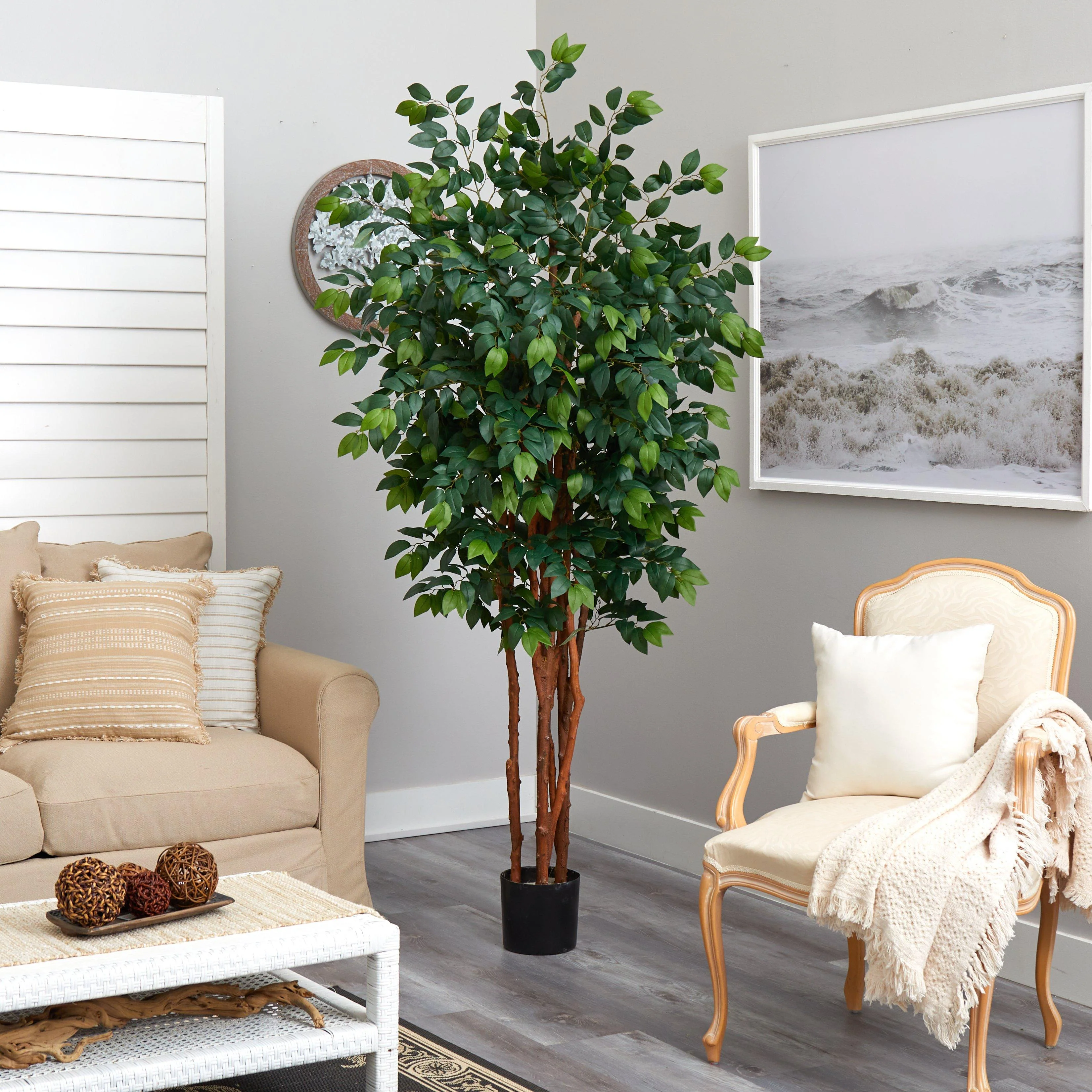 7’ Sakaki Silk Tree - Image 4