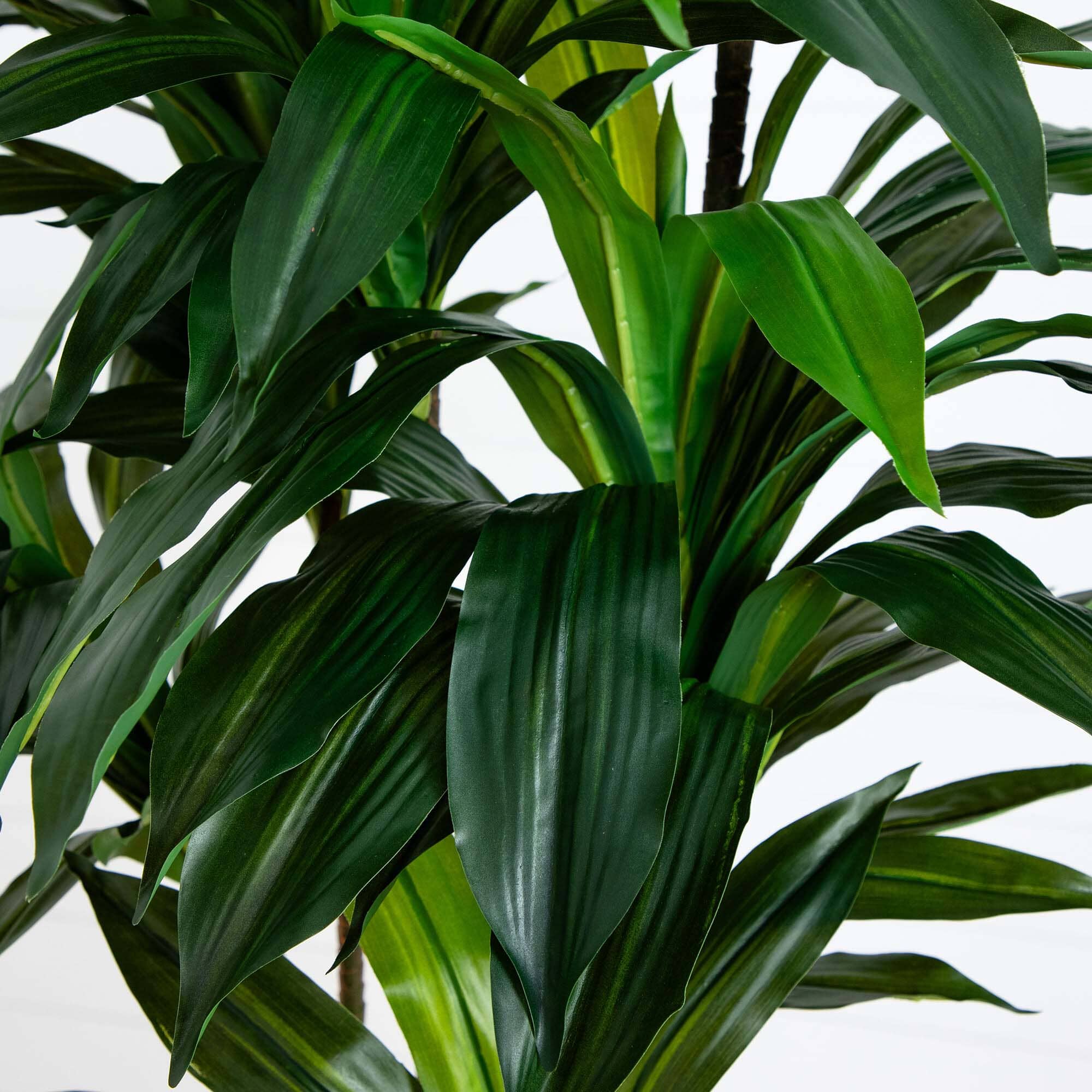 8’ Artificial Dracaena Tree with Real Touch Leaves - Image 2