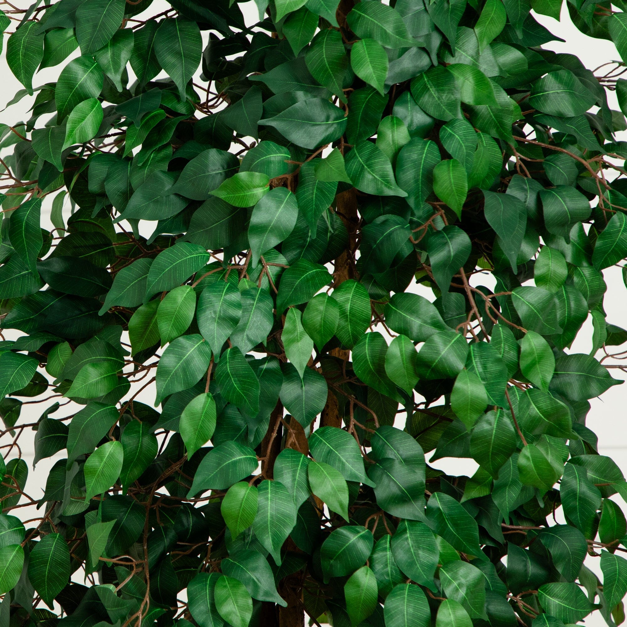 8’ Ficus Tree w/1512 Lvs - Image 2