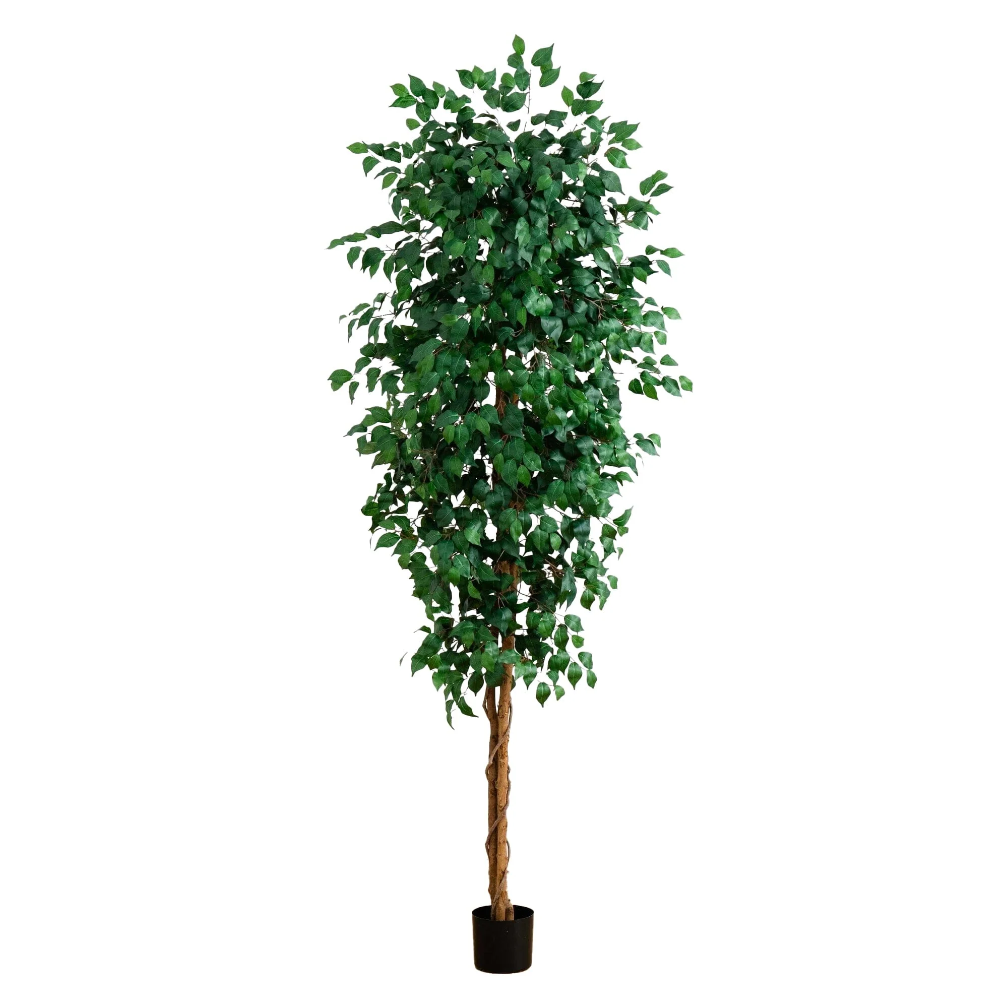 8’ Ficus Tree w/1512 Lvs - Image 4