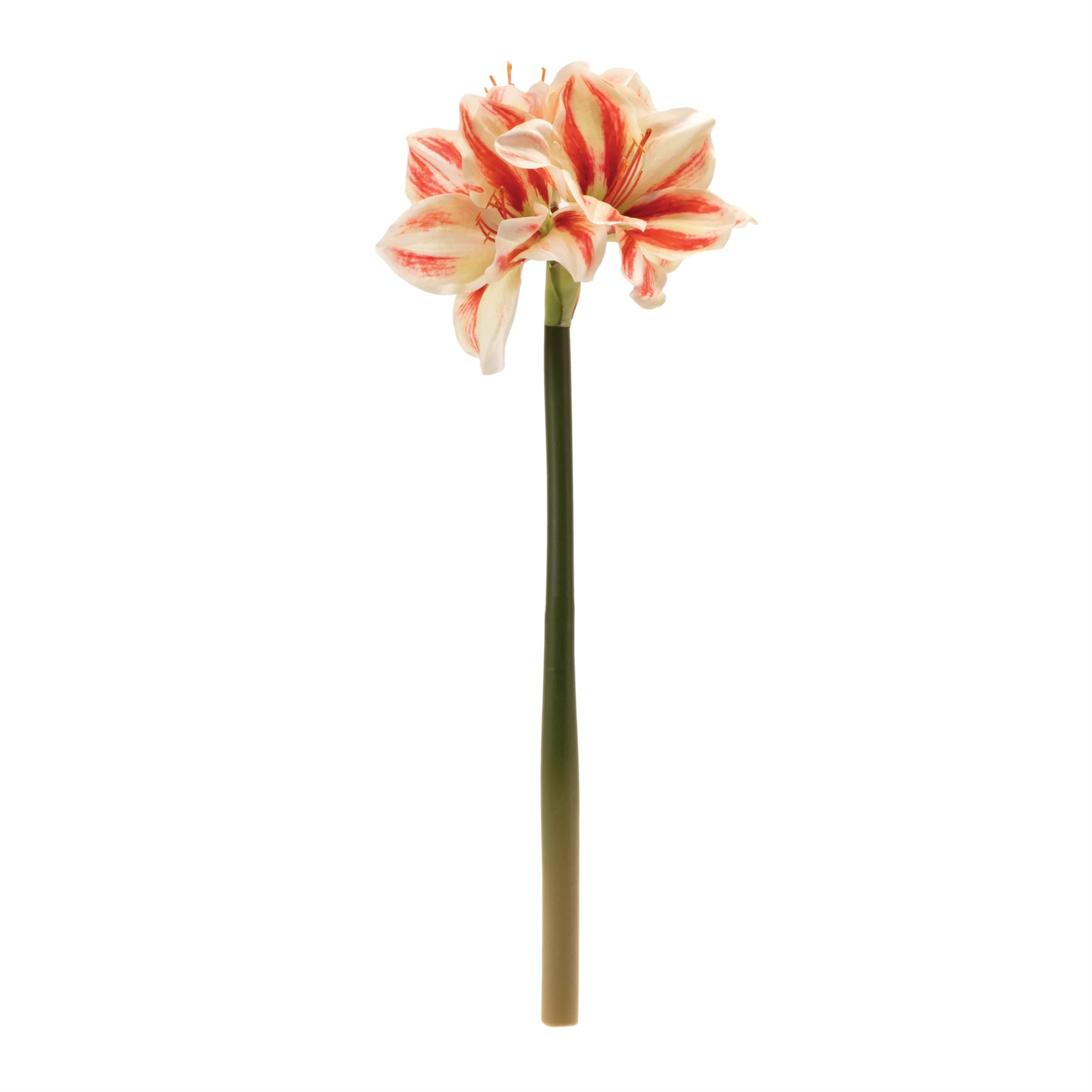 Amaryllis Flower Stem (Set of 6) - Image 2