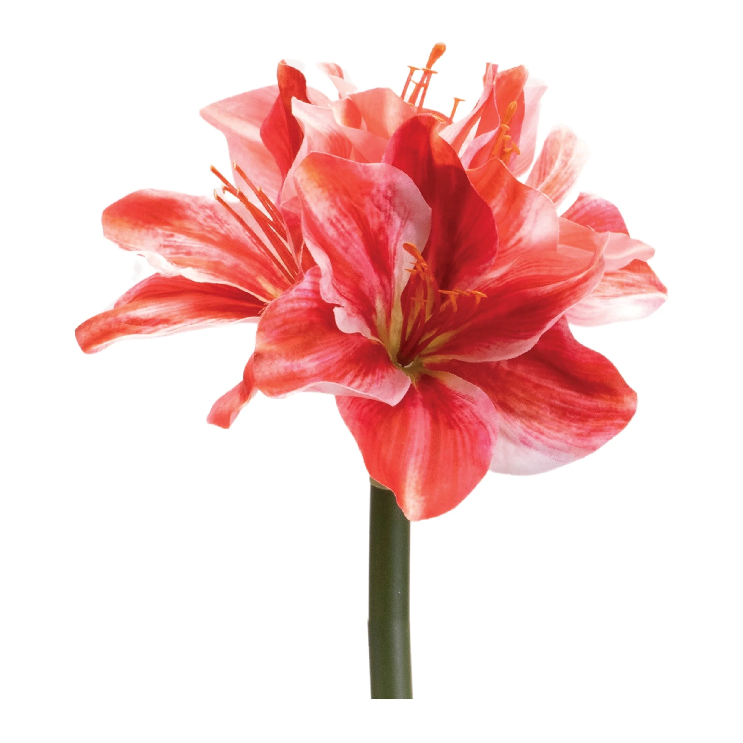 Amaryllis Flower Stem (Set of 6) - Image 3