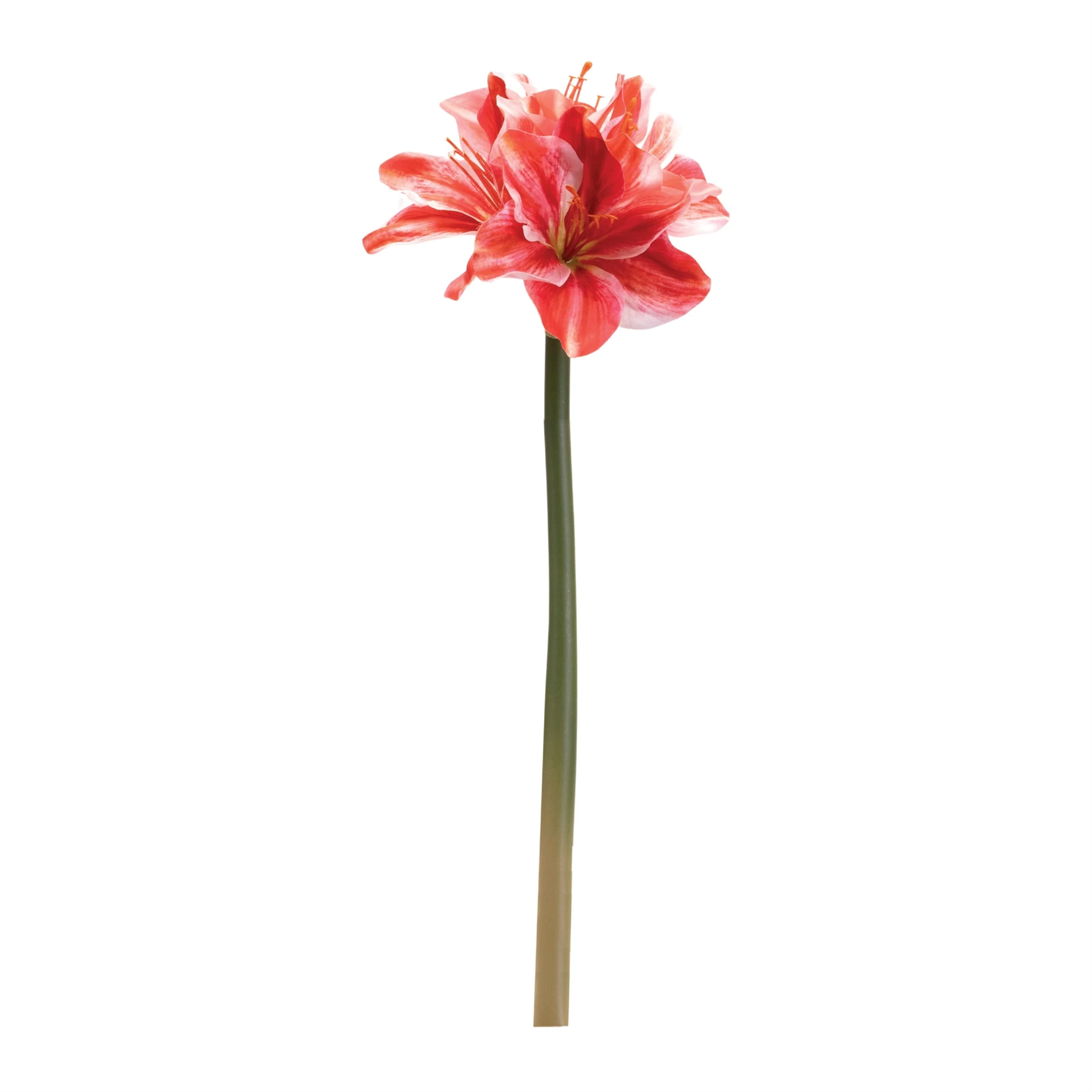 Amaryllis Flower Stem (Set of 6) - Image 4