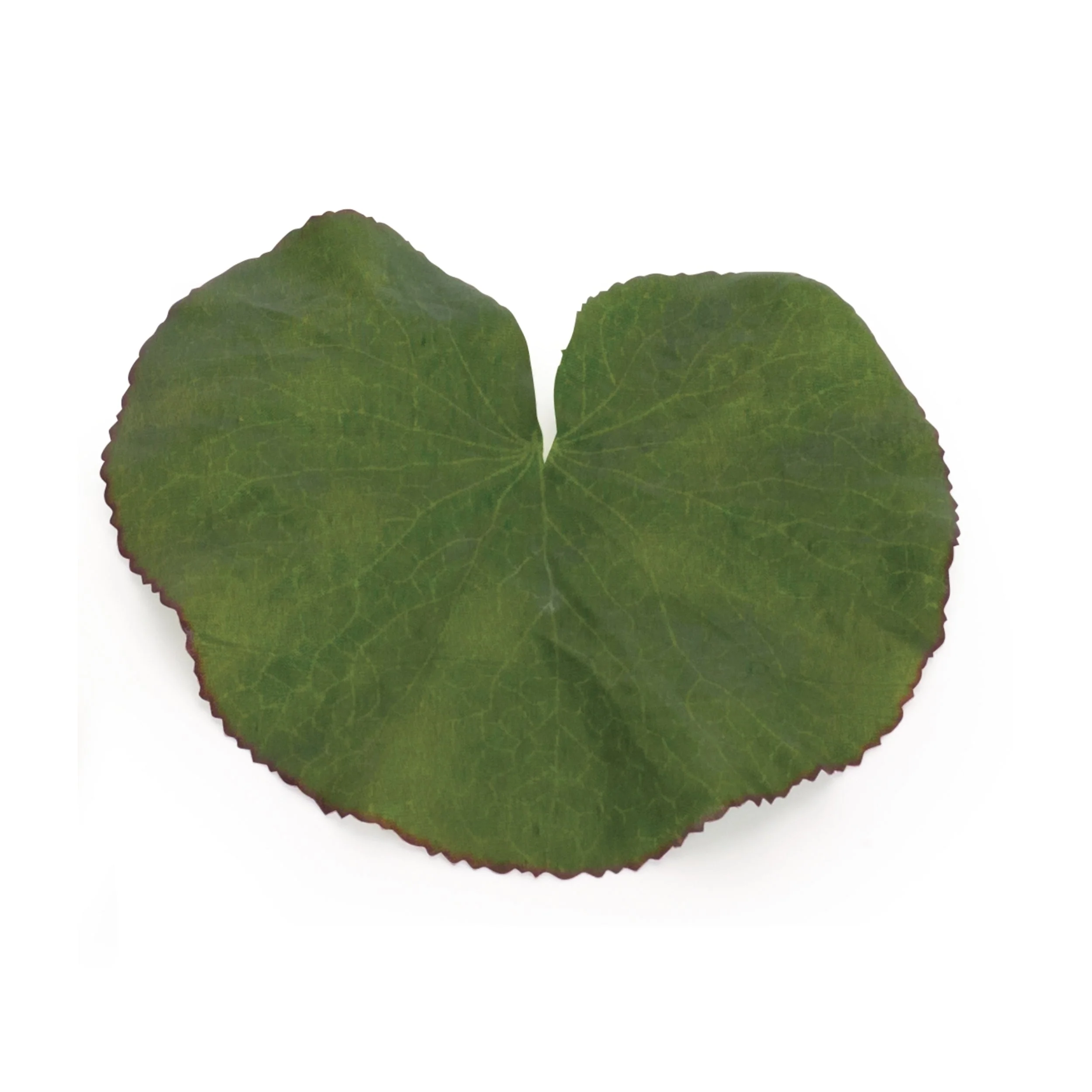 Assorted Bag of Leaves Filler (Set of 12) - Image 2
