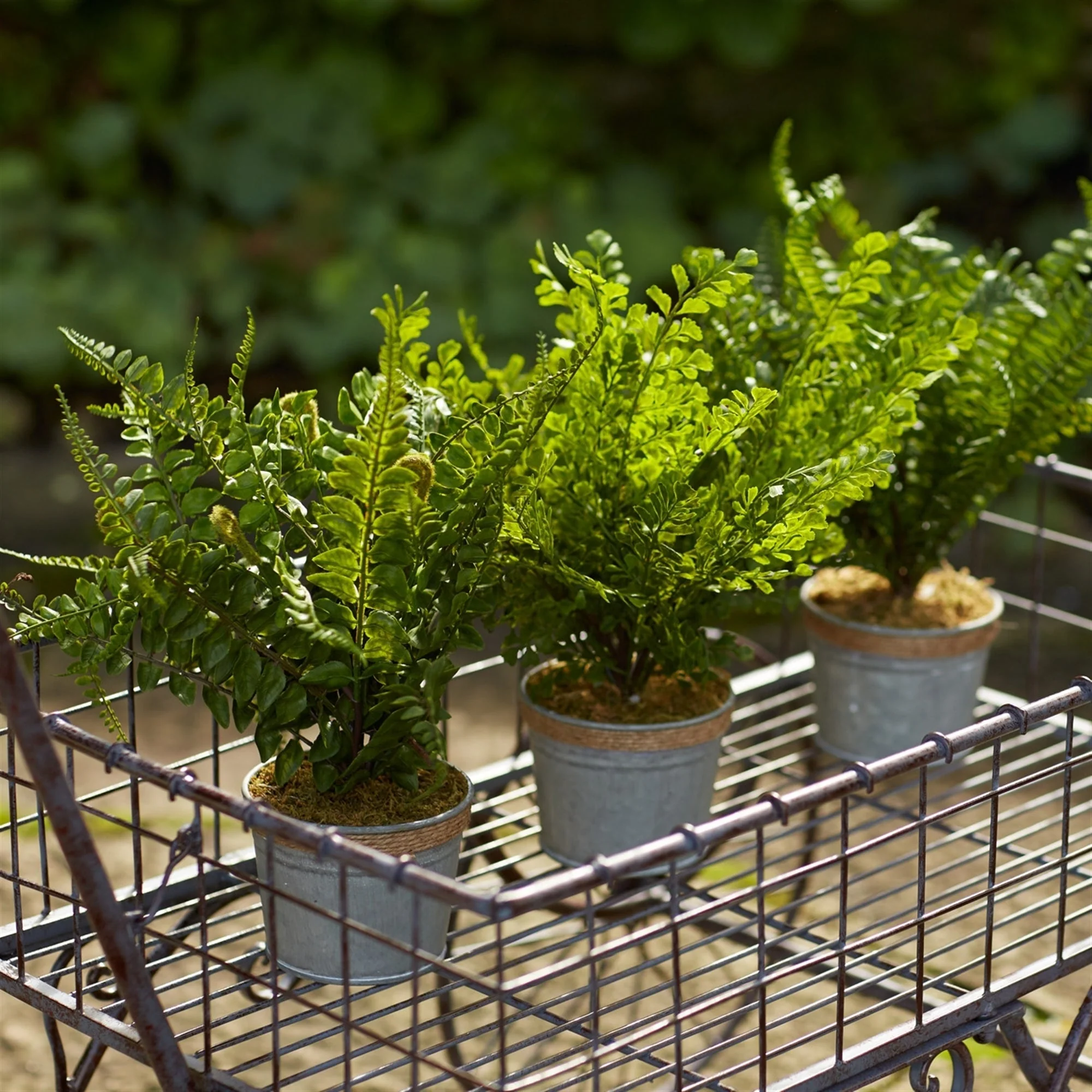 Assorted Fern Plant in Tin Pot with Jute Accent (Set of 3) - Image 2