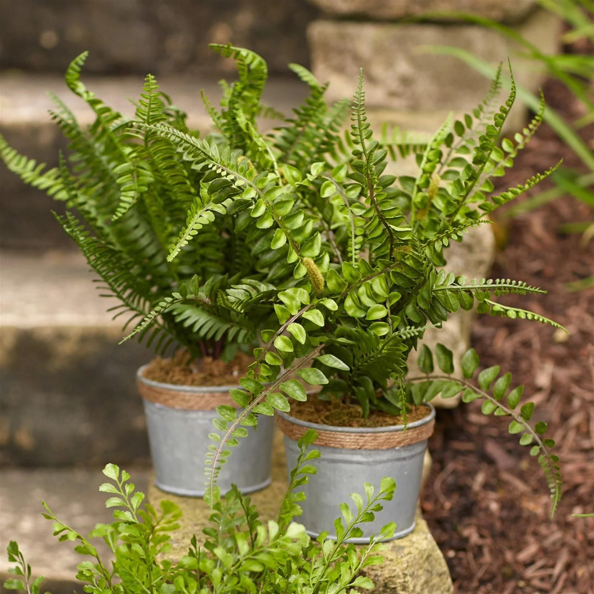 Assorted Fern Plant in Tin Pot with Jute Accent (Set of 3) - Image 3