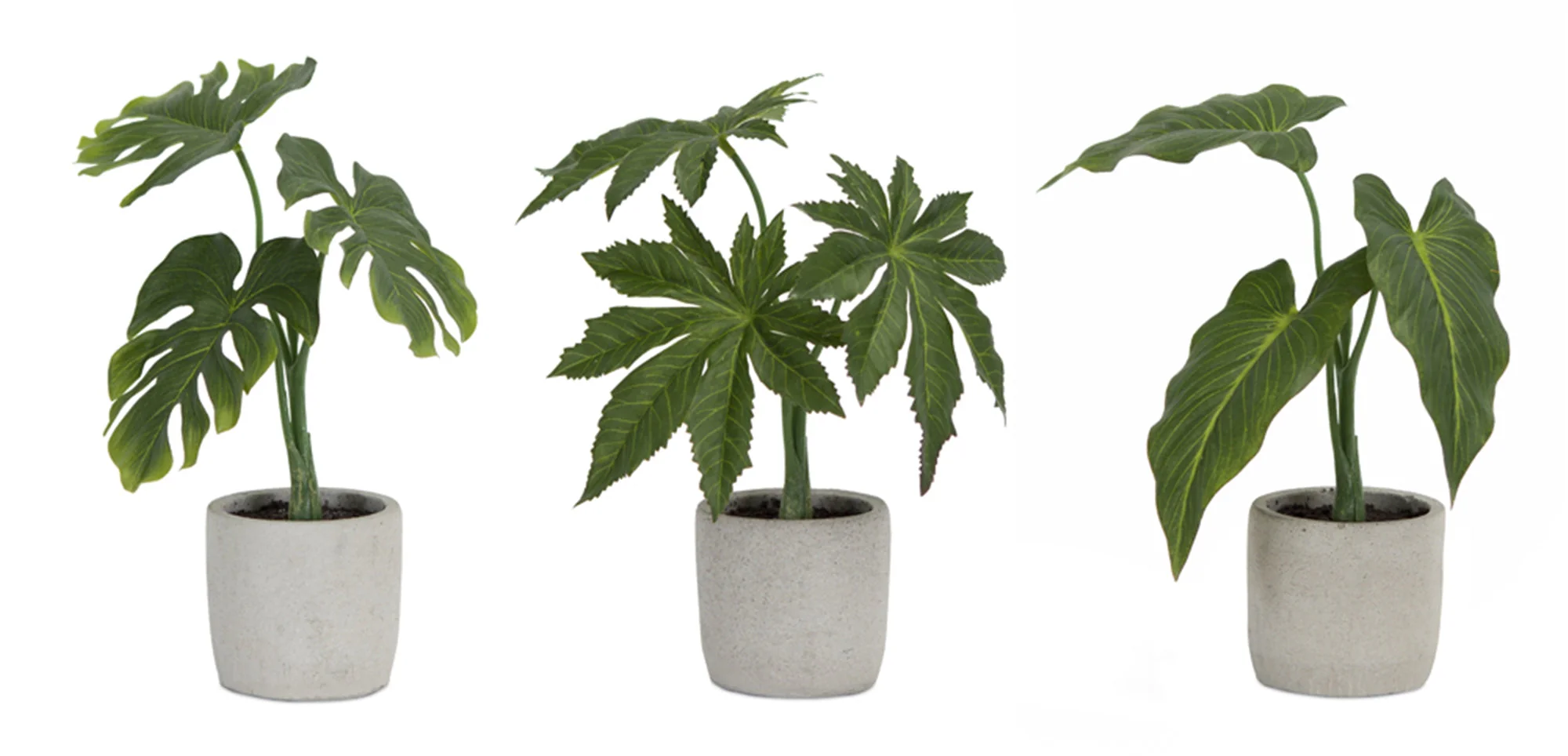 Assorted Foliage Plant in Grey Pot (Set of 6) - Image 2
