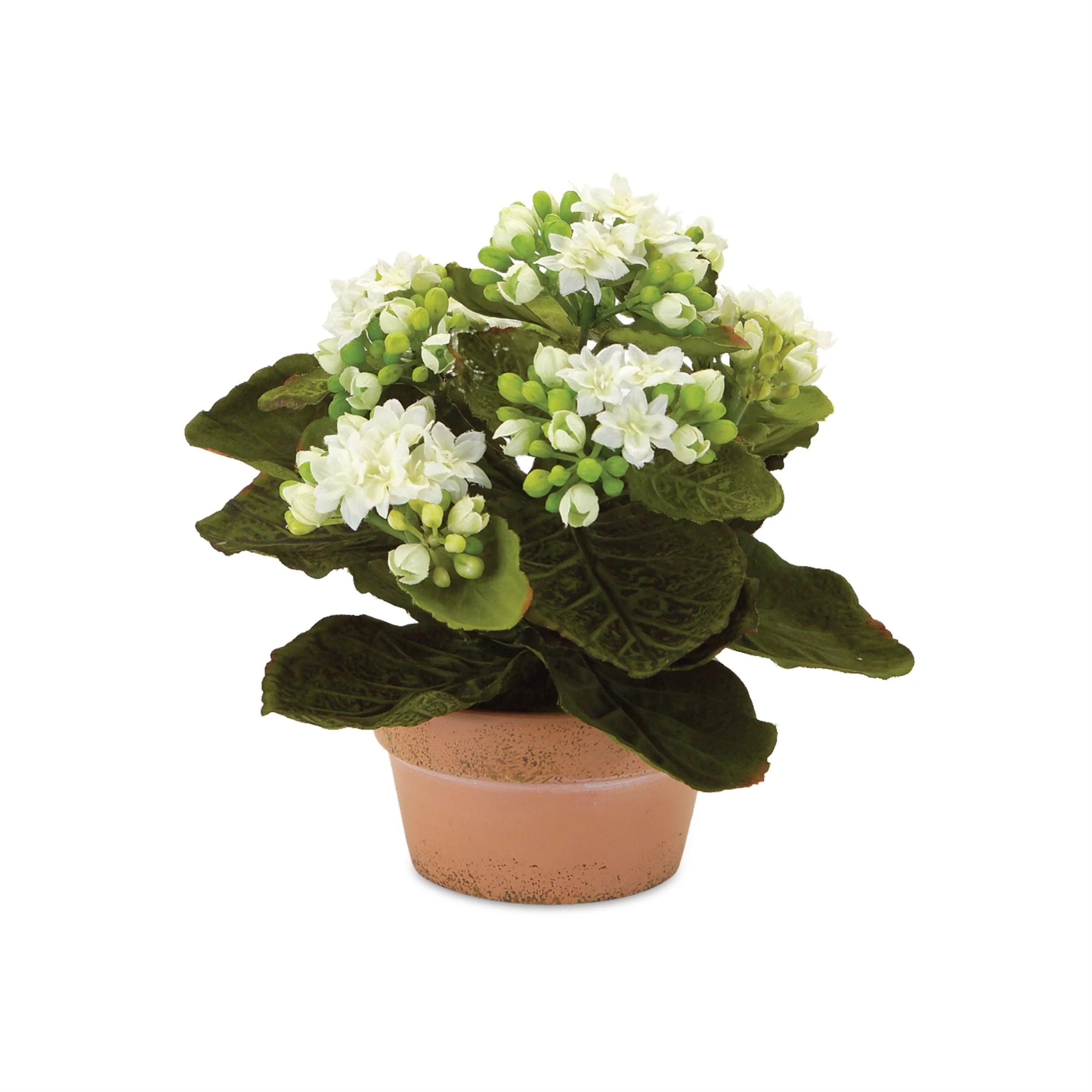 Assorted Kalanchoe Flower in Terra Cotta (Set of 4) - Image 2