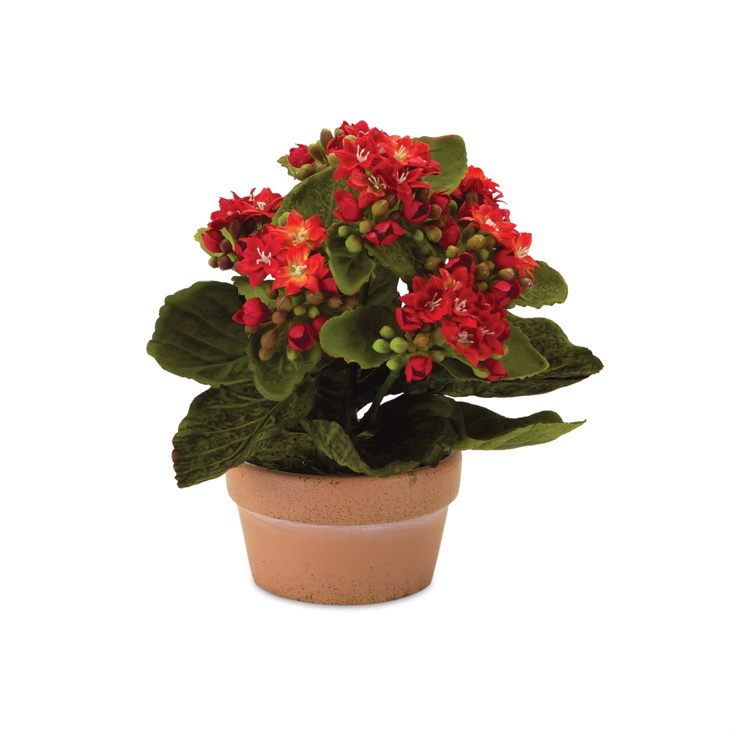 Assorted Kalanchoe Flower in Terra Cotta (Set of 4) - Image 3